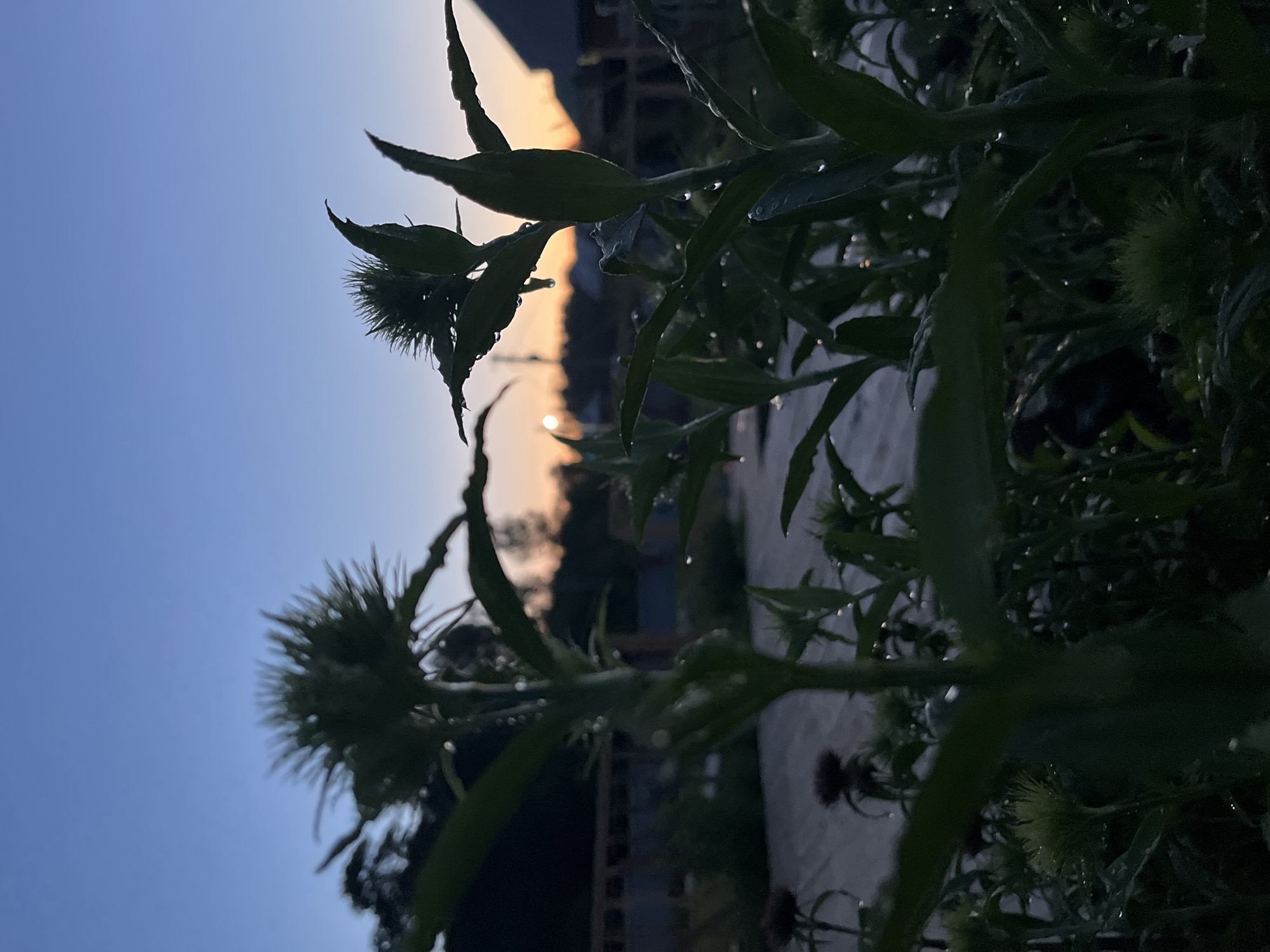 The image captures a serene, low-angle view of plants, likely thistles, silhouetted against a vibrant sky, suggesting either sunrise or sunset in Chaikovsky, Russia. The foreground is dominated by the dark green foliage and spiky buds of the plants, which are visible along the right and bottom portions of the frame. Numerous small water droplets glisten on the leaves and stems, indicating morning dew or recent rain.
In the background, a clear sky transitions from a deep blue at the top to a warm orange and yellow hue near the horizon, where the sun appears to be rising or setting. A distant, dark silhouette of buildings or structures, possibly residential houses, is visible against the brightest part of the sky, partially obscuring the sun.
The overall lighting is backlighting, casting the plants in shadow and emphasizing their intricate forms. There is no human activity or visible text in the image. The scene evokes a sense of tranquility and natural beauty at a quiet time of day.