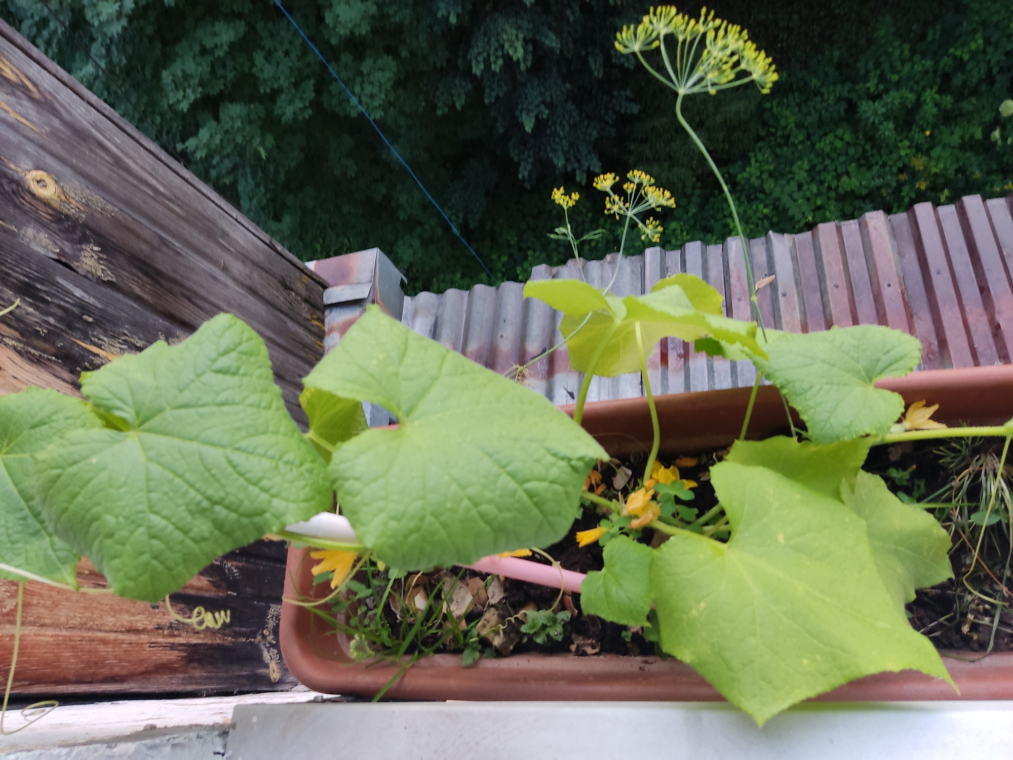 A vertical shot captures a close-up of a potted plant with large, vibrant green leaves on a balcony or windowsill. The plant, likely a cucumber, has delicate yellow flowers and winding tendrils. In the background, a wooden railing and a dense canopy of dark green trees create a natural backdrop. The scene appears to be set in Noginsk, Russia, suggesting a glimpse of urban greenery within the city.