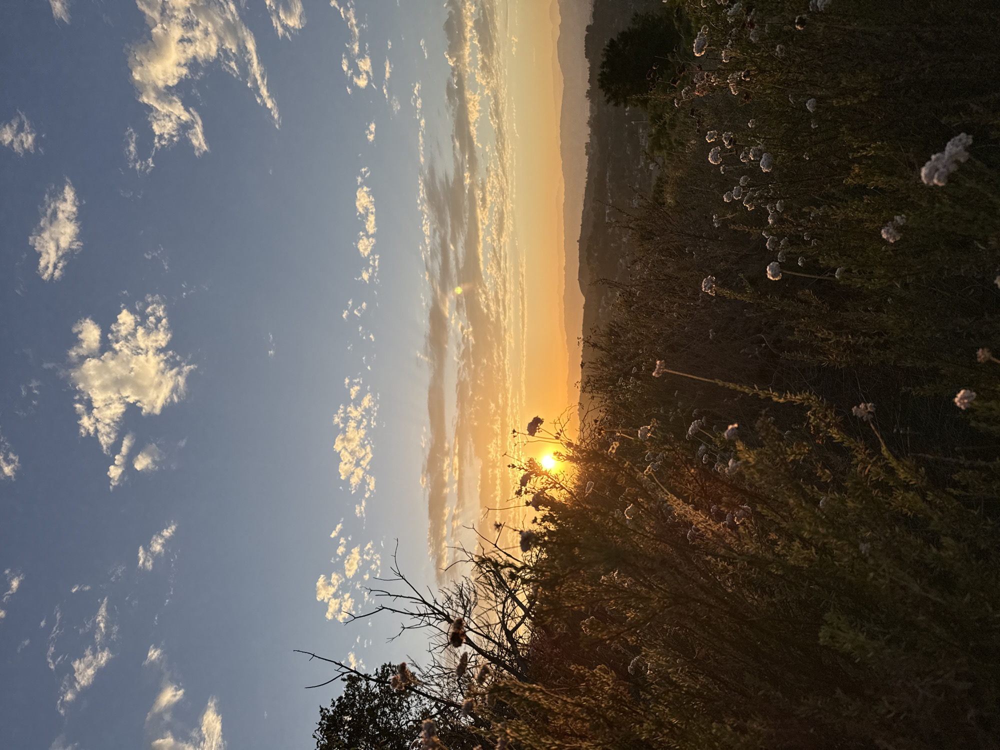 This image depicts a sunset in the Silver Lake neighborhood of Los Angeles, California, USA. The foreground is dominated by a dense array of dry brush and wildflowers, their seed heads appearing light and airy against the darkening landscape. Among the brush, bare branches of trees create a skeletal silhouette. The sun, a bright orb, is positioned just above the horizon, casting a warm, golden-orange glow that diffuses through the hazy atmosphere. This light illuminates scattered clouds in the sky, painting them with hues of yellow and orange. In the distance, rolling hills are visible, layered with the soft, muted colors of dusk, with hints of urban development peeking through the natural landscape. The sky above transitions from a pale blue near the horizon to a deeper blue at the top of the frame, with streaks of clouds scattered throughout. There are no people or animals visible in the image.