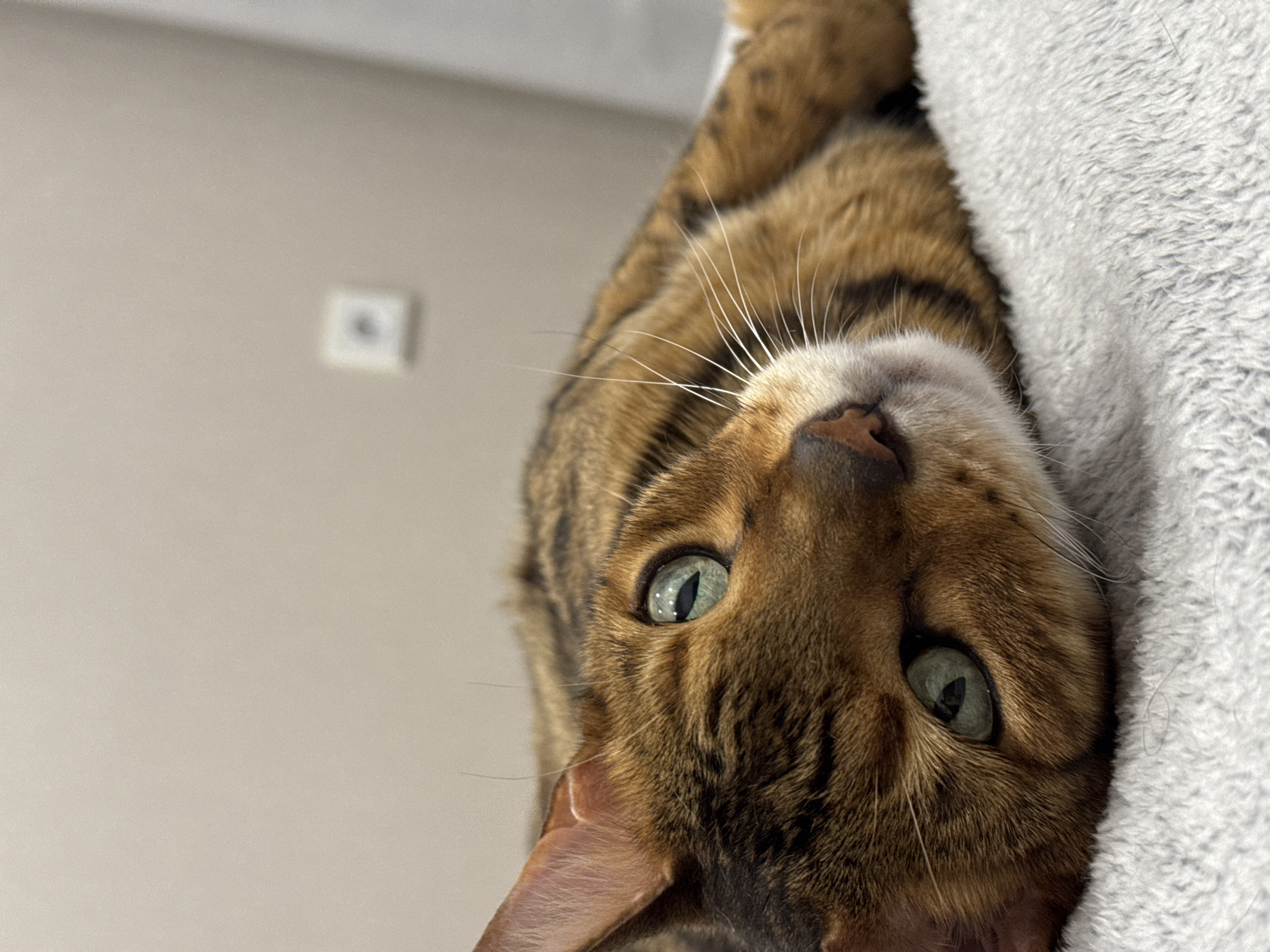A close-up, slightly off-center, indoor photograph shows a brown and black Bengal cat gazing at the viewer with pale green eyes. The cat is positioned upside down, with its nose and mouth at the top of the frame. The cat's head is partially resting against a soft, light gray, plush material. The background is a light beige wall with a white electrical outlet cover visible in the upper left corner. The city and specific location are Unknown.