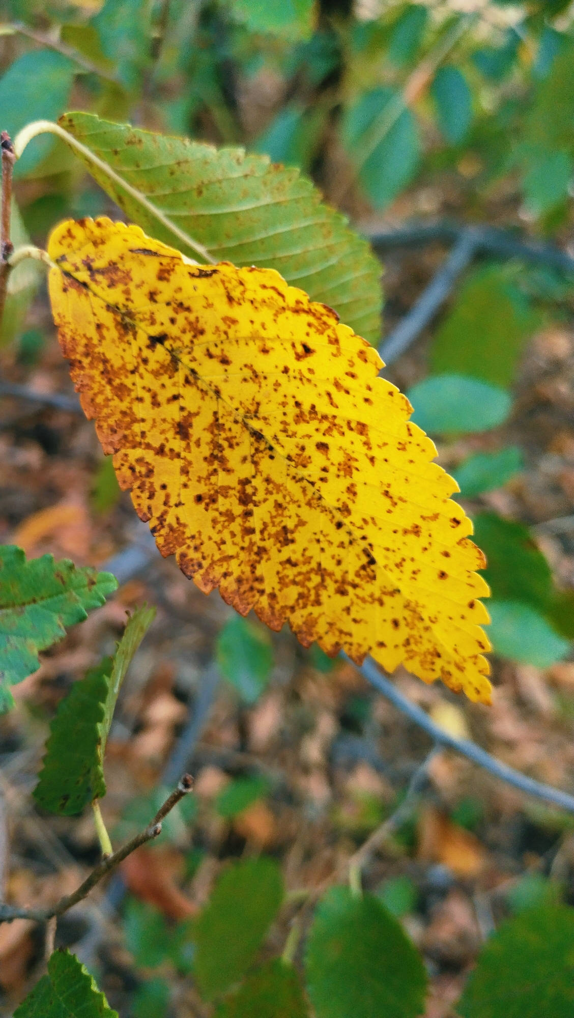 A close-up, eye-level shot captures a single yellow leaf, speckled with brown spots, against a backdrop of blurred green foliage and branches. The leaf is slightly curled and its edges are serrated. Another green leaf is visible to the left, also with serrated edges. The background suggests an outdoor environment, possibly a park or natural area within the city of Horishni Plavni, Ukraine, given the presence of trees and fallen leaves. No people or animals are present in the image. The lighting is natural, and the focus is sharp on the yellow leaf, while the surroundings are out of focus.