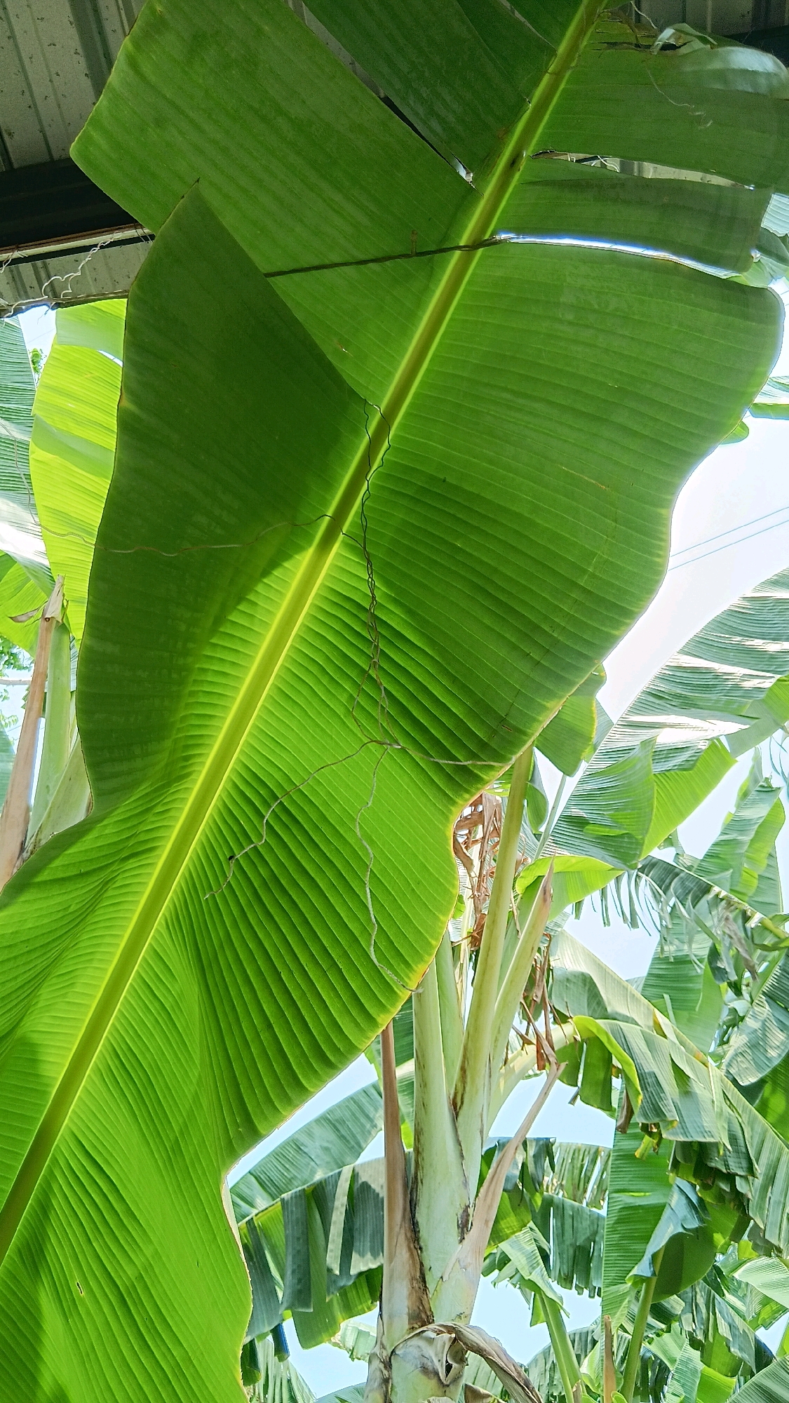 This is a close-up, vertical, eye-level shot of a banana tree in Klorogan, Indonesia. The foreground is dominated by a large, vibrant green banana leaf that is angled towards the viewer. The leaf's prominent central vein is illuminated, and its surface is textured with parallel lines. Finer, dried tendrils hang from the leaf's surface. Behind this, the thick, pale green trunk of the banana tree is visible, with the bases of other large leaves emerging from it. In the background, more banana leaves and trees are visible, creating a dense, lush environment. The sky is a pale blue, suggesting daylight. The scene is natural and agricultural, focusing on the plant life of the tropical region.