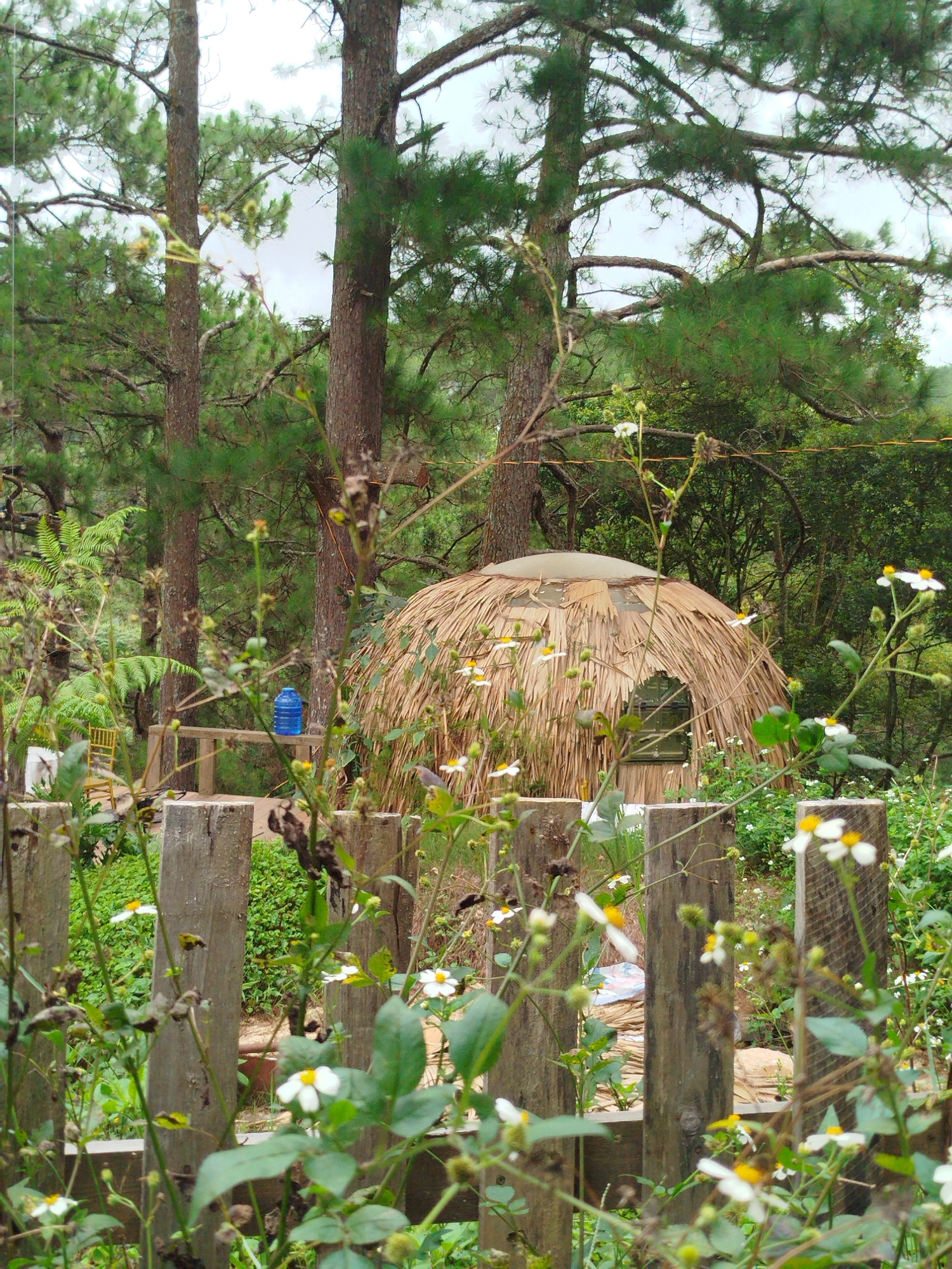 This image depicts a rustic, spherical hut constructed from dried grasses and palm fronds, situated within a lush, green environment. The hut features a small, arched entranceway with visible glass panes. Surrounding the hut is a dense forest of tall pine trees and various plants, including ferns and flowering bushes with small white and yellow blossoms. A rough wooden fence runs across the foreground, partially obscuring a weathered wooden bench and a large blue water jug. A yellow chair is visible in the background, to the left of the hut. The overall scene suggests a natural, somewhat remote setting, possibly a campsite or a retreat in a mountainous region. The presence of pine trees and the cool, overcast sky are characteristic of Da Lat, Vietnam, a city known for its pine forests and temperate climate.