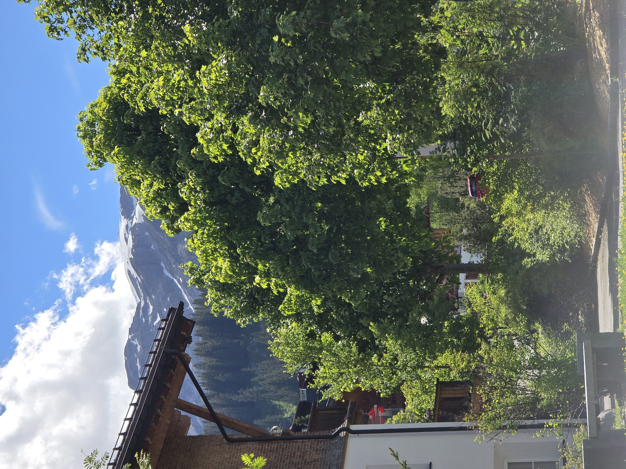 The image captures a sunny day in Lech, Austria, with a view of a mountain range in the background, partially covered in snow. A portion of a building with a wooden roof and a brick facade is visible on the left side, with balconies and windows. Lush green trees dominate the foreground and midground, their leaves illuminated by the sunlight. The environment appears to be a residential area or a resort, with some greenery and a road in the lower part of the frame. A red car is partially visible through the foliage in the midground. No people are clearly visible in the image.