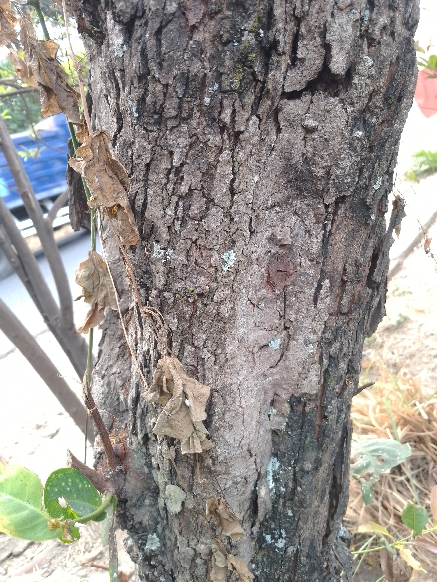 The image shows the textured bark of a tree trunk. The bark is rough, gray, and shows various patterns of ridges and crevices. There are patches of lichen and some dried brown leaves clinging to the trunk and a thin vine that wraps around it. In the background, out of focus, there are some green leaves and a blurry blue object which might be a vehicle, and dry grass. The scene appears to be outdoors, possibly in a garden or a less manicured area of a city. The location is identified as Kauman, Indonesia, suggesting this is a detail of the natural environment within that specific city.