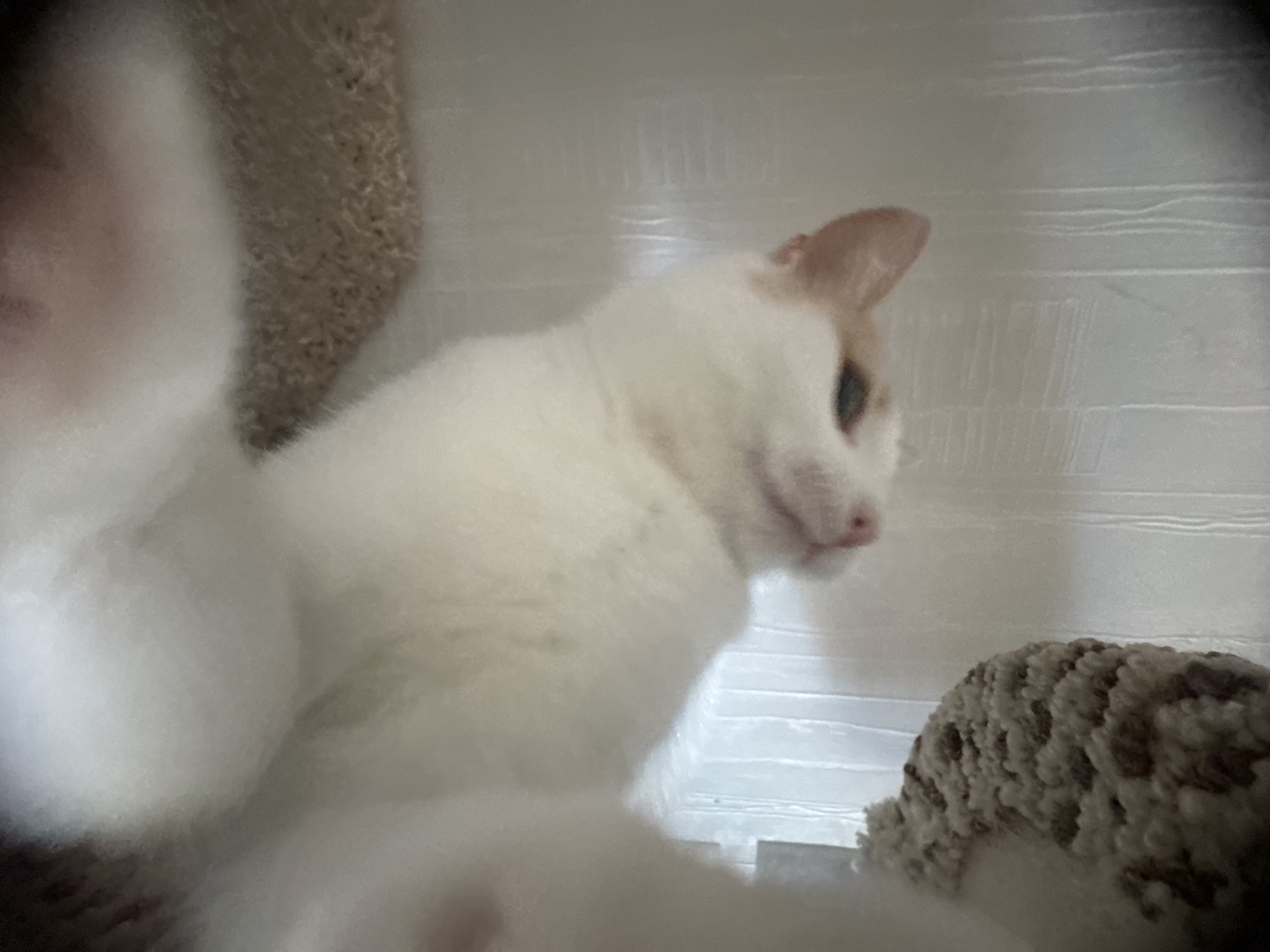 The media file shows a close-up, low-angle shot of a white cat with ginger markings on its head and ears. The cat is lying down, with its head turned to the right, looking away from the camera. Its eyes are partially closed, and its mouth is slightly open, giving it a relaxed or sleepy expression. The cat's fur appears soft and fluffy, with some darker markings visible on its nose and around its eyes.
The background is a light-colored, textured surface, possibly a wall or a piece of furniture. There are horizontal lines or ridges in the background, which could indicate blinds or a patterned material. To the right of the cat, there is a textured object that resembles a scratching post or a cushion, with a rough, woven surface. Some of the cat's white fur is visible in the foreground, suggesting it is lying on a soft surface.
The lighting in the image is soft and diffused, indicating it might be indoors during the daytime. There are no explicit clues about the time of day or weather conditions. The overall mood of the image is peaceful and serene, capturing a moment of quiet relaxation for the cat. The setting appears to be a domestic environment, possibly a home. There is no visible text in the image.