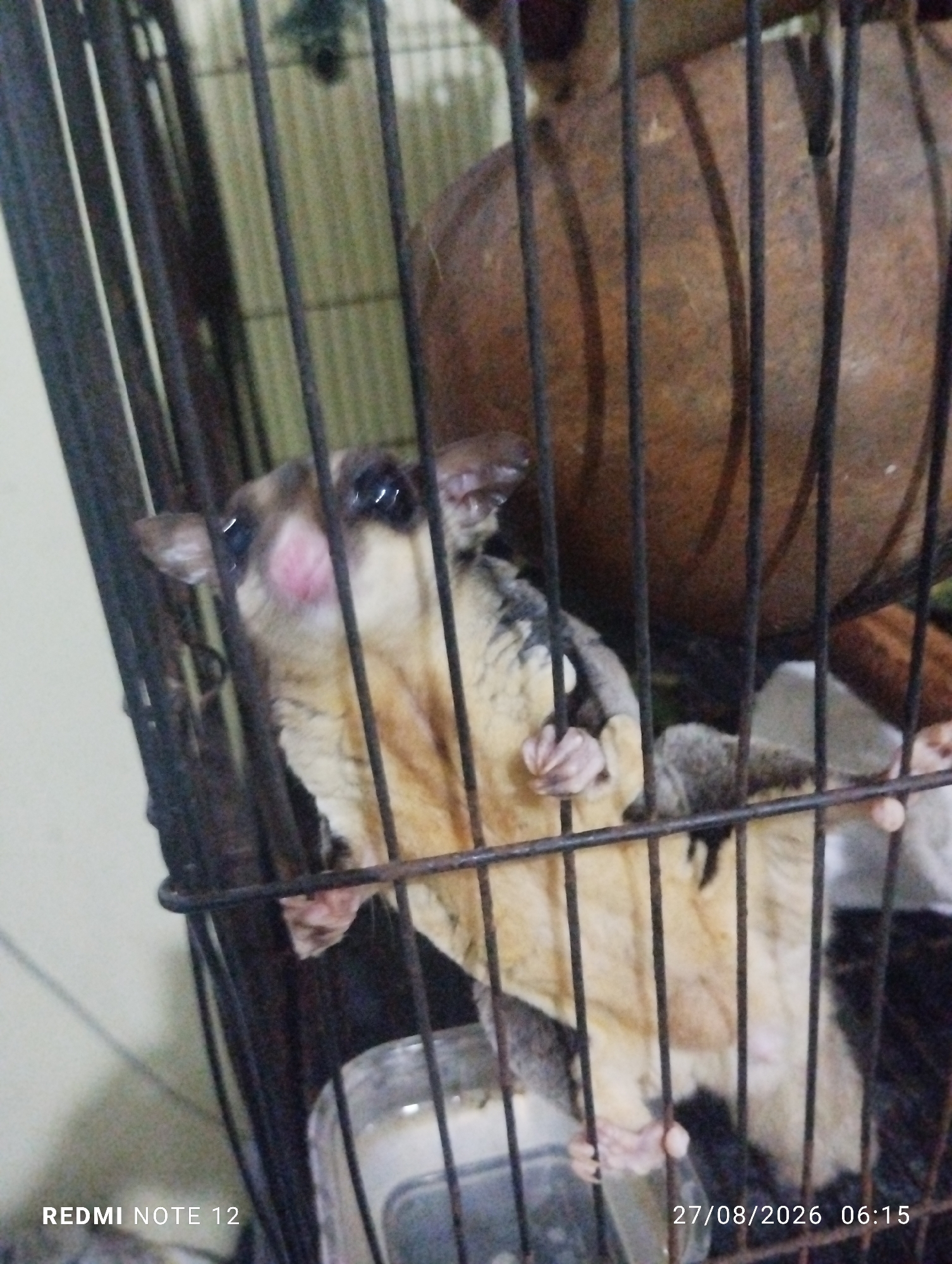 A sugar glider is visible inside a black metal cage. The sugar glider is light brown and white with large dark eyes and a pinkish nose. It is clinging to the cage bars. Behind the sugar glider, a large, round, brown object, possibly a coconut shell, is present. The background is out of focus and appears to be a wall and some greenery. The image has a timestamp in the bottom right corner reading "27/08/2026 06:15" and a text overlay in the bottom left corner reading "REDMI NOTE 12".