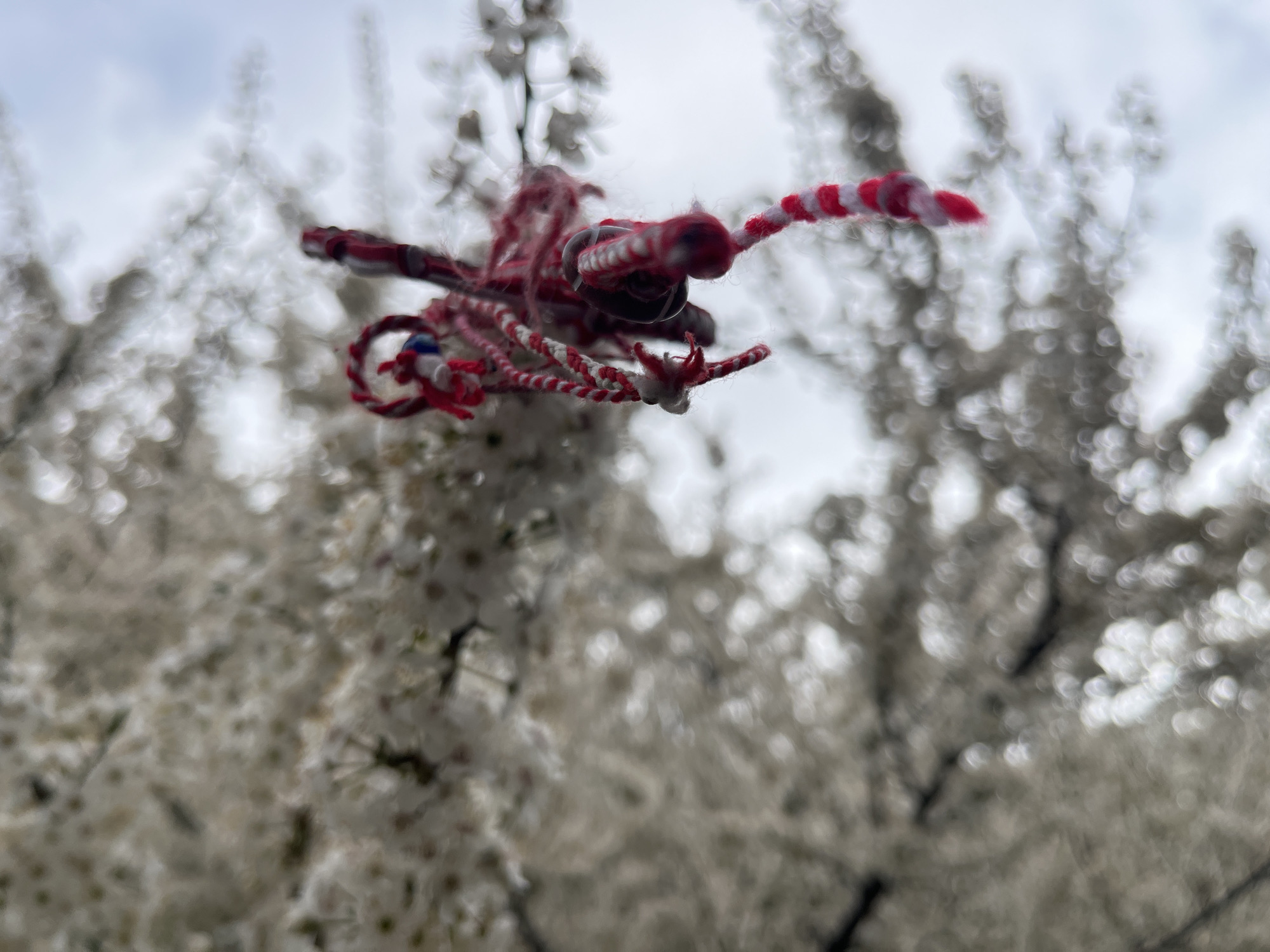 A blurry close-up shows a Martenitsa hanging from a flowering tree. The Martenitsa is made of red and white twisted threads, forming a small figure. The tree's branches are covered in white blossoms, blurred in the background. The sky is overcast. The location is presumed to be Sofia, Bulgaria due to the cultural significance of Martenitsa in Bulgaria.