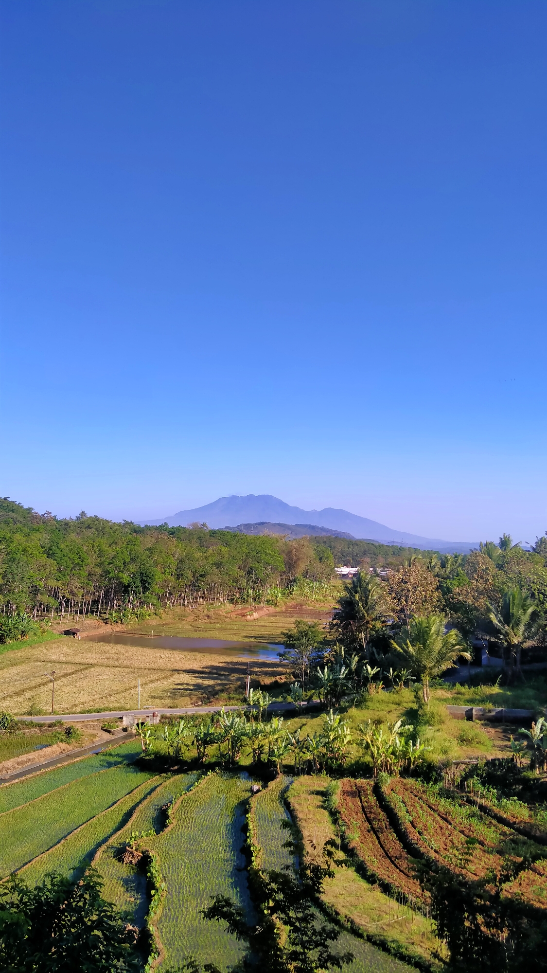 The image shows a panoramic view of a rural landscape in Nyamat, Indonesia. The scene is dominated by a clear blue sky, with a chain of mountains in the distance. In the foreground, terraced rice paddies are visible, with some fields planted with green rice seedlings and others in various stages of cultivation. Banana trees and other lush vegetation are interspersed throughout the landscape. A small body of water, possibly a pond or flooded field, is situated between the rice paddies and a line of trees. A narrow road with a small bridge crosses the middle ground. The overall impression is one of a peaceful and productive agricultural environment.
