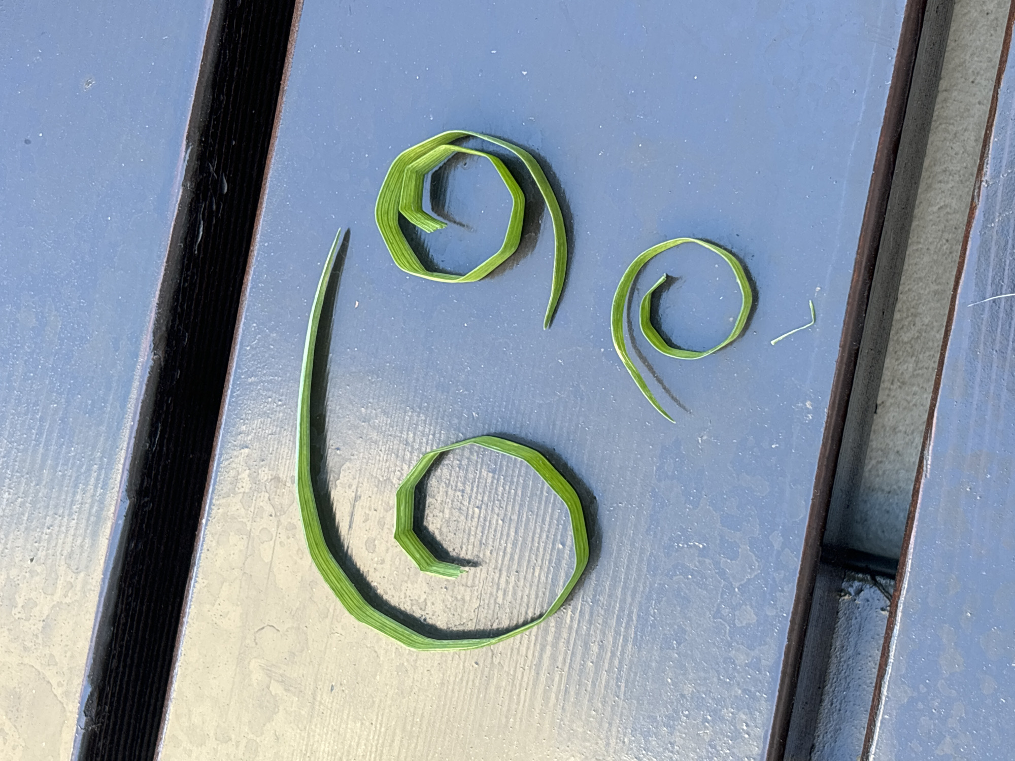 The image depicts three blades of grass curled into spirals, laid out on a dark blue, weathered surface that appears to be wooden slats, possibly part of outdoor furniture. One large spiral is positioned on the left, a medium-sized spiral is to its right, and a small spiral is below the medium one. The lighting suggests it is daytime, with shadows cast by the grass spirals. The background shows the texture of the wooden slats, with some areas appearing lighter due to reflections or wear. There is no indication of the location being in Belgrade, Serbia, or any other specific urban environment.