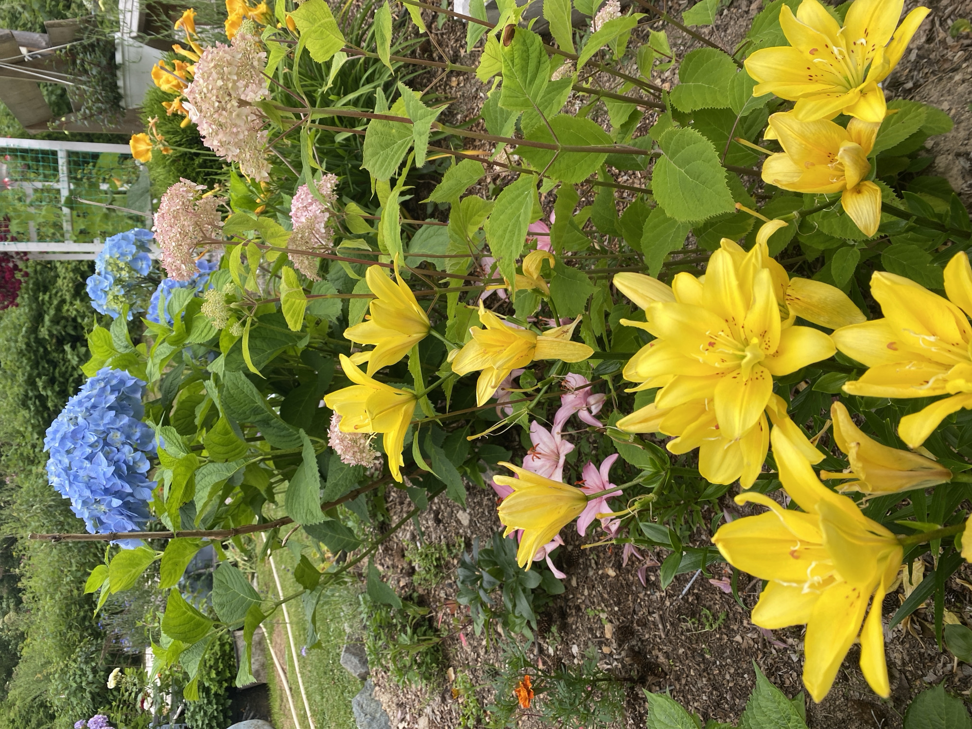This is a photograph of a garden in Tret'ya Pad', Russia, featuring a variety of blooming flowers. The foreground is dominated by several bright yellow lilies with speckled petals and prominent stamens. Behind the lilies, there are clusters of hydrangeas in vibrant blue and softer pink hues. A small orange marigold is visible to the left, adding another splash of color to the scene. The ground is covered with mulch and some scattered pinecones. In the background, there is lush green foliage and a glimpse of garden fencing and structures, suggesting a residential or public garden setting. The lighting indicates it is daytime, likely under an overcast sky or in partial shade, as there are no harsh shadows.
