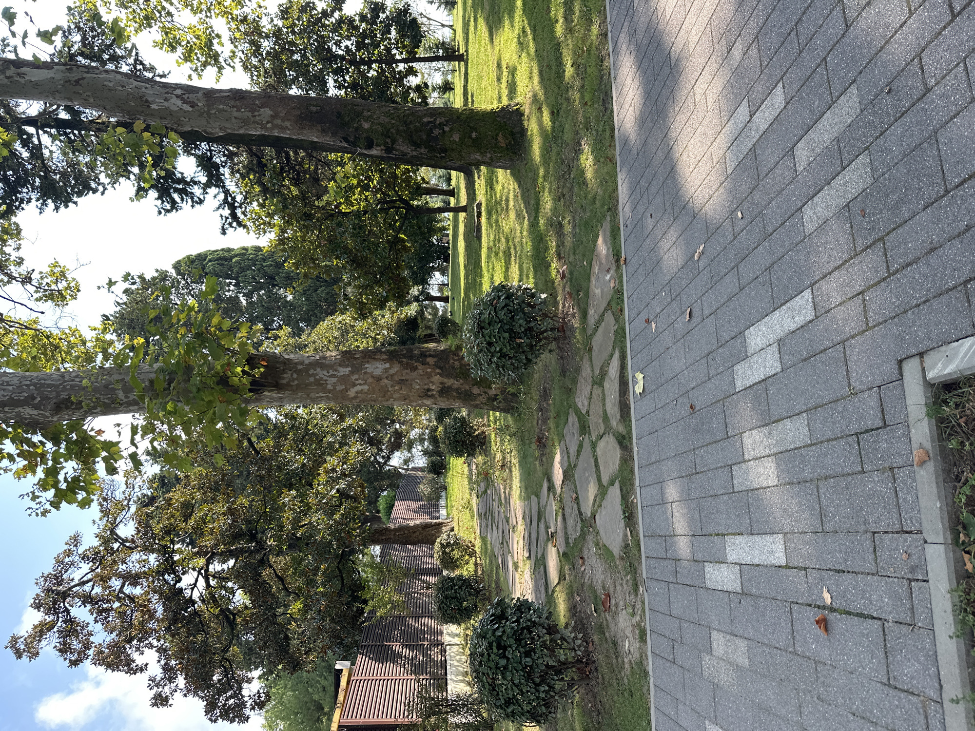 A wide-angle, eye-level shot captures a sunny park scene in Sochi, Russia. In the foreground, a paved walkway made of dark gray interlocking rectangular bricks with lighter gray accents runs diagonally from the bottom right to the top left corner of the frame. The walkway is bordered by a strip of grass and some sparse vegetation.
To the left of the walkway, a path of irregular, flat stone pavers winds its way into the park. This stone path is flanked by neatly trimmed, dark green round bushes. Beyond the stone path, a brown wooden slatted fence runs along the left edge of the park, with some greenery visible behind it.
The middle ground is dominated by the lush green grass of the park, dotted with several large trees. The most prominent trees have thick, rough-barked trunks and full canopies of dark green leaves. Sunlight filters through the leaves, casting dappled shadows on the grass. In the distance, more trees of various sizes and types, including a tall, slender cypress, create a layered backdrop. The sky above is a clear, pale blue with a few wispy white clouds. The overall impression is one of a well-maintained, tranquil park setting on a bright day.