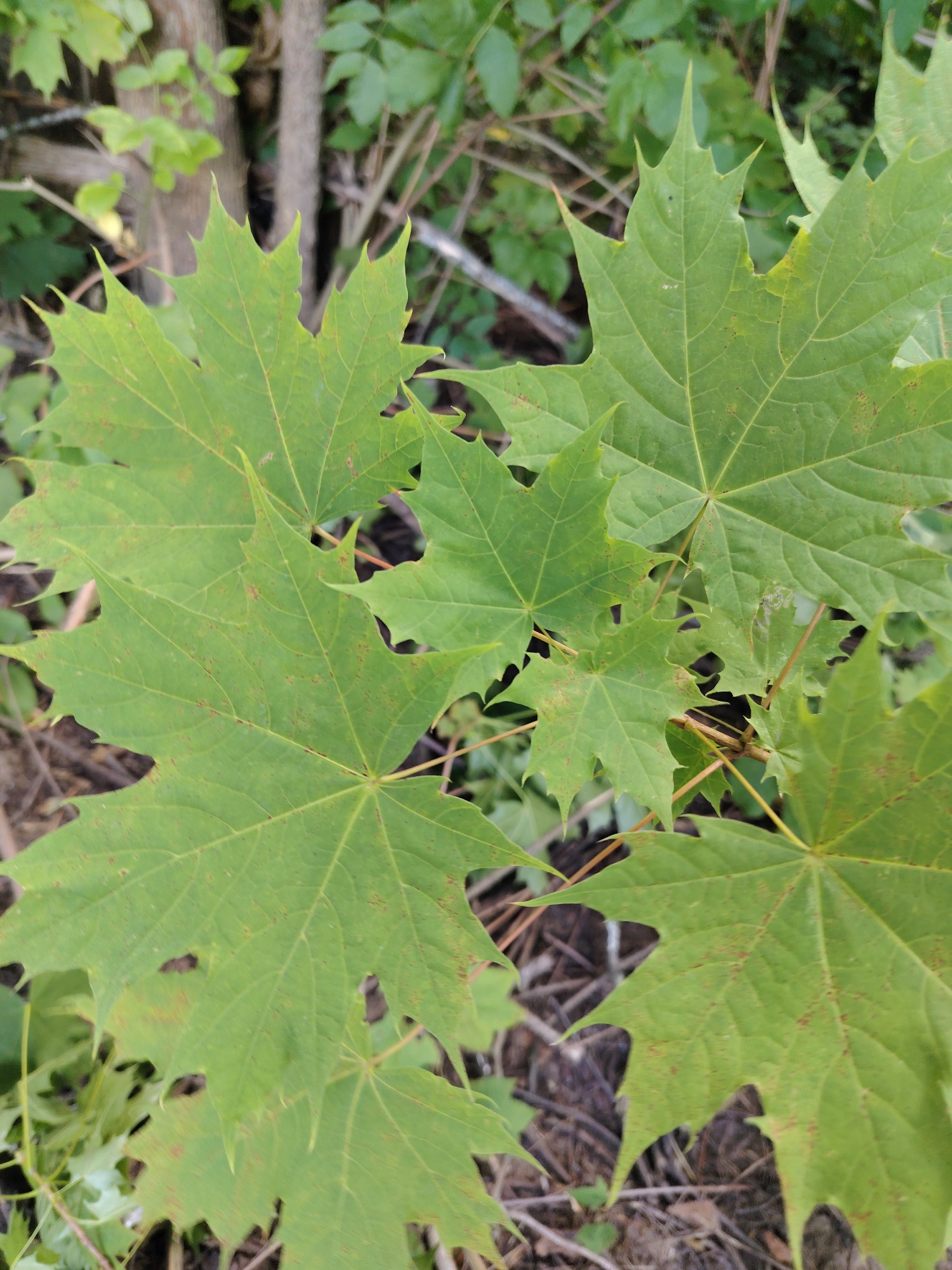 The image depicts several green maple leaves, some of which have small brown spots. The leaves are in focus, with the background showing blurred foliage and tree trunks. The ground beneath the leaves is covered with dry twigs and leaves. There is no indication of the specific location within the city of Konakovo, Russia, or any people present in the scene.