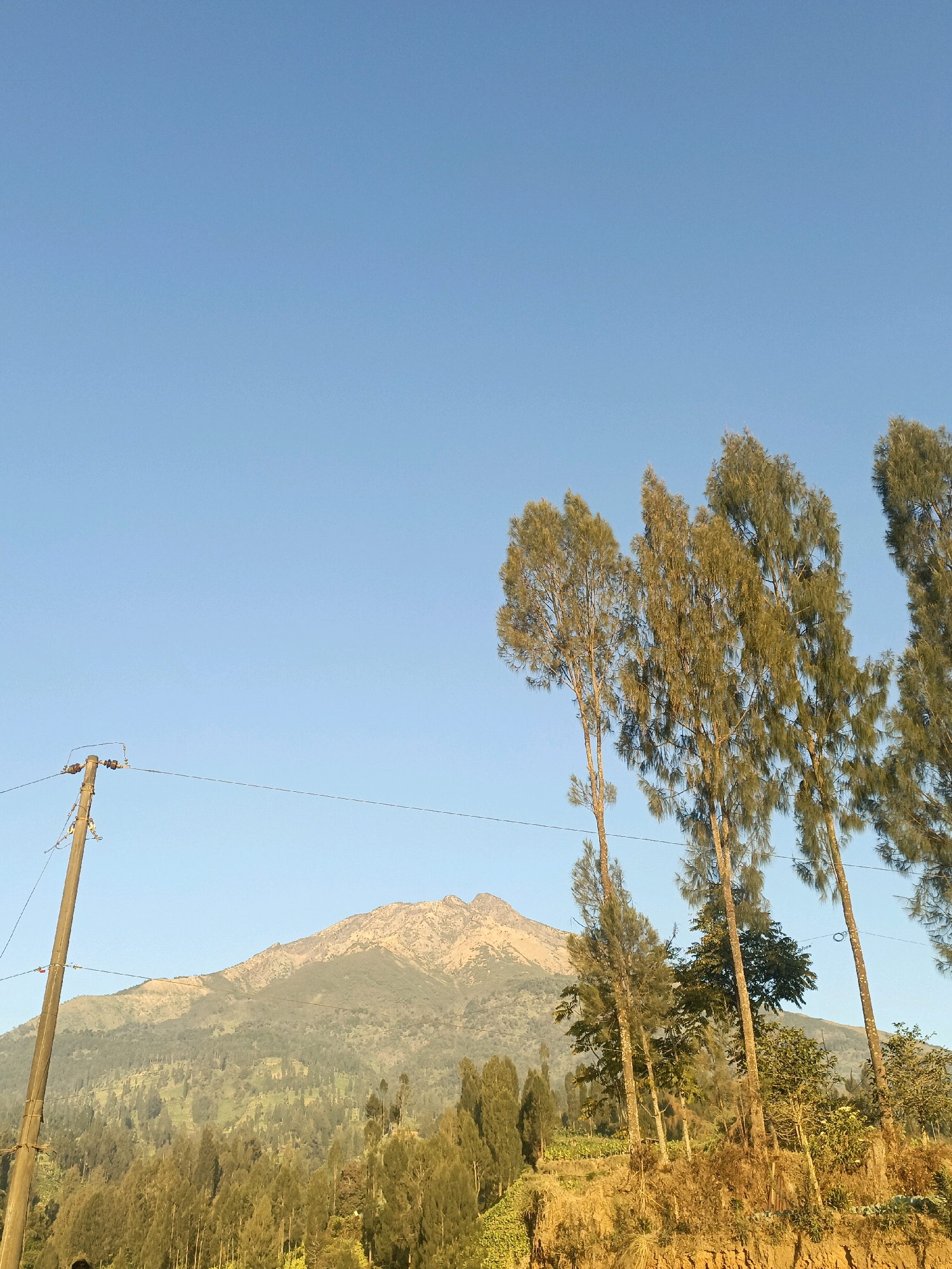The image depicts a mountain landscape under a clear blue sky, likely taken in or near Butuh Kidul, Indonesia, given the context. In the foreground, a wooden utility pole with wires extends from the left side of the frame. To the right of the pole, a cluster of tall, slender trees with feathery foliage is prominent. The middle ground is characterized by a hillside covered in dense vegetation and scattered trees, with terraced agricultural plots visible in some areas. Dominating the background is a large, rugged mountain with a light-colored peak, bathed in sunlight. The overall scene conveys a sense of natural tranquility and rural life.