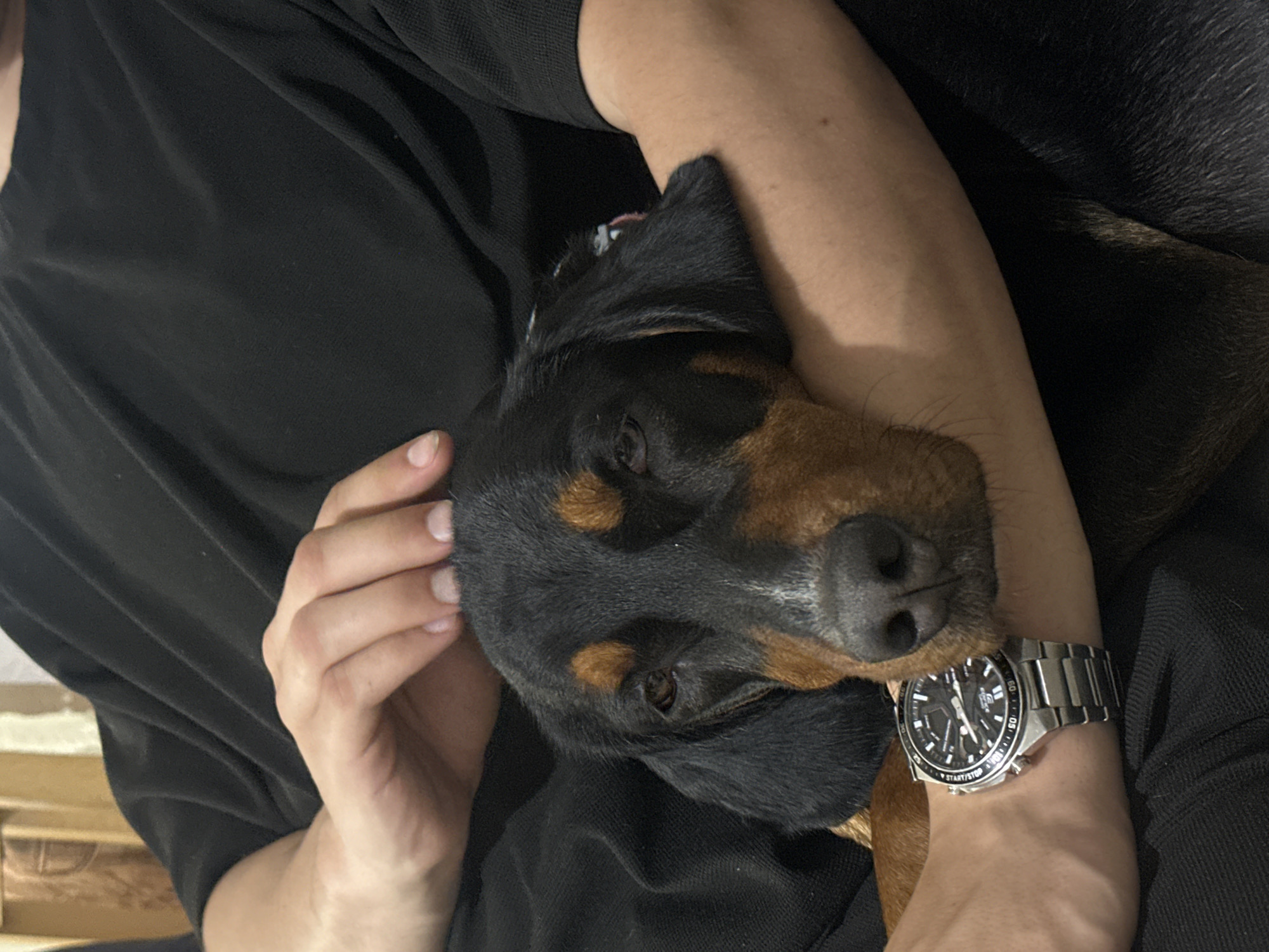 A close-up, eye-level shot shows a Rottweiler mix dog resting its head on a person's arm. The dog's face, mostly black with tan markings around its eyes and muzzle, is prominent. The person, wearing a black t-shirt, has their arm cradling the dog's head. A silver wristwatch with a black face is visible on the person's wrist. The background is dark and indistinct. The scene appears to be indoors, with no visible indicators of location within Detelina, Bulgaria.