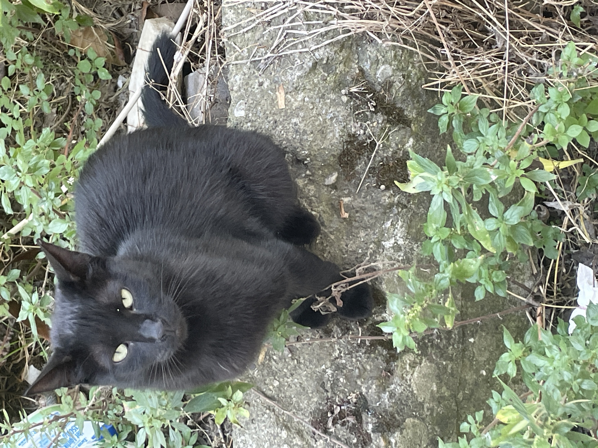 A black cat is sitting on a stone ledge in an outdoor environment. The cat has bright yellow-green eyes and is facing the camera. The ledge is covered in some moss and dry vegetation. Surrounding the ledge is dense green foliage, with some dry, straw-like plants to the right. In the background, there are more plants and some debris, including what appears to be a blue and white plastic bag. The scene suggests an urban or semi-urban setting, possibly an overgrown garden or alleyway in Kadıköy, Turkey.