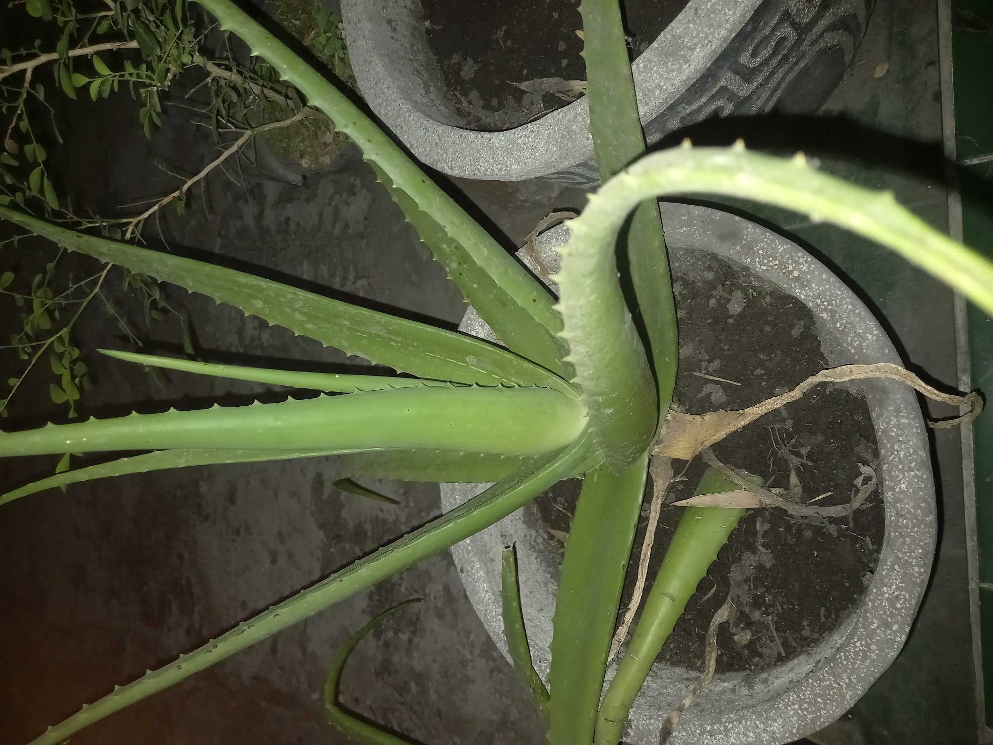 In the city of Kebon Agung, Indonesia, an aloe vera plant is prominently displayed in a large, textured gray planter. The plant is lush and green, with thick, succulent leaves characteristic of the aloe vera species. Some of the leaves are beginning to curve downwards, and a few appear to be dry or withered, particularly near the base of the plant. The planter is filled with dark soil, and some dry, fibrous roots are visible on the surface. The planter itself has a rough, speckled texture and is positioned on a dark, possibly concrete or tiled, surface. To the right of the planter, another similarly textured planter is partially visible, containing soil and a hint of greenery from what appears to be another plant. The background is dark and indistinct, suggesting the image was taken at night or in low light conditions, with a faint shadow cast on the ground. The overall scene suggests a domestic or garden setting where the aloe vera plant is being cultivated.
