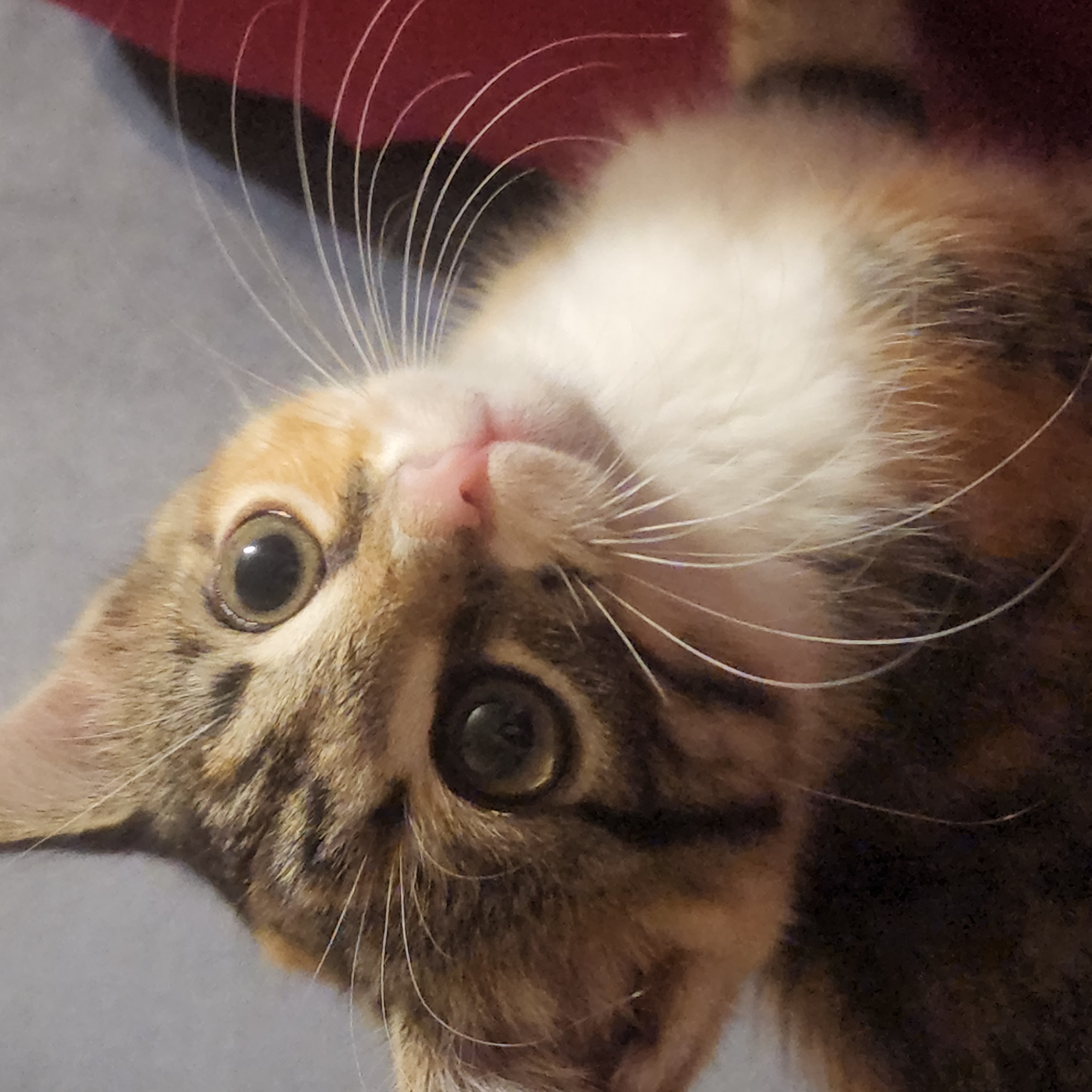 This is a close-up, head-and-shoulders photograph of a calico kitten. The kitten has large, round eyes with dark pupils and light green irises. Its fur is a mix of brown, black, orange, and white. The kitten's head is tilted to the left, and its gaze is directed towards the viewer. The background is a soft, out-of-focus blur of gray and red. There is no visible indication of the city of Moscow, Russia, or any specific location. The image is purely a portrait of the animal.