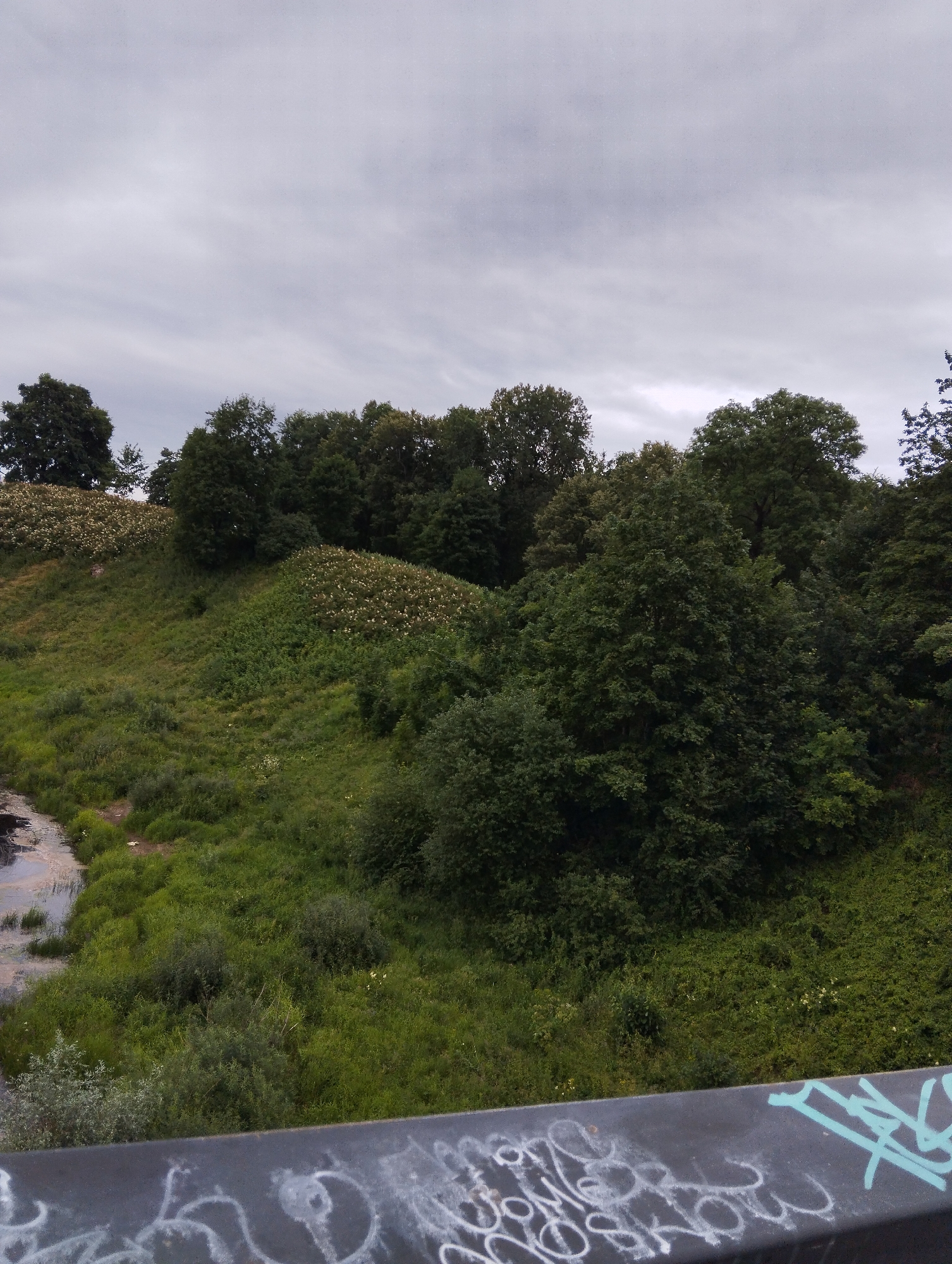 An overcast, outdoor, eye-level, vertical shot captures a grassy hillside with scattered trees and a dark stream in the lower left. The hillside is covered in lush green grass and dotted with white flowers in clusters. The stream appears murky with some debris. In the foreground, a dark, flat surface, likely a bridge railing, is visible, covered with white and teal graffiti. The sky is a uniform grey, indicating cloudy conditions. The scene is devoid of human presence. The image appears to depict a natural area within or on the outskirts of Kingisepp, Russia, possibly a park or a ravine area.