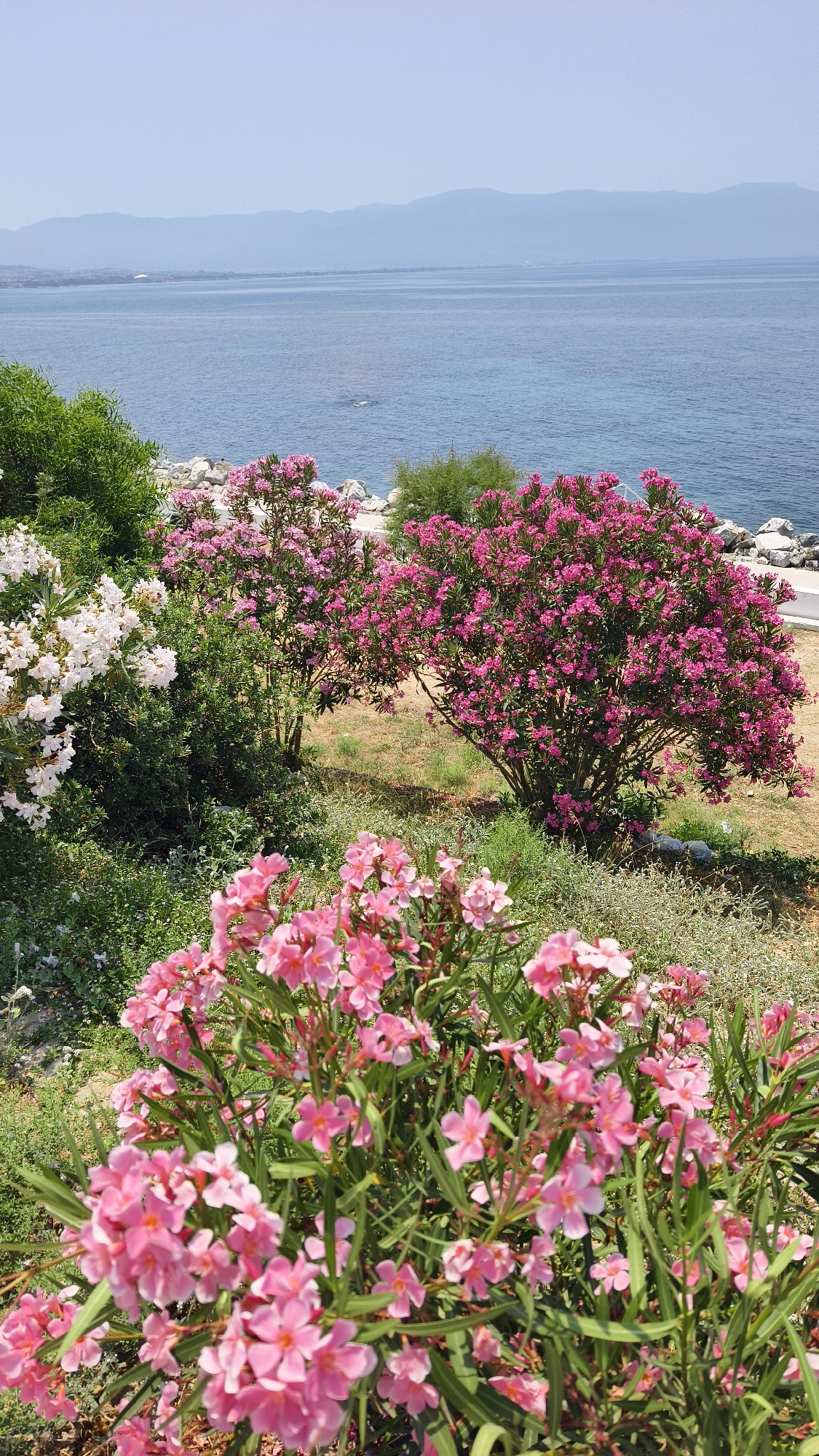 The image shows a coastal scene with vibrant pink and white oleander flowers in the foreground and midground. Beyond the flowers, a rocky shoreline borders a calm, blue sea. In the distance, hazy blue mountains rise against a clear, pale blue sky. The vegetation suggests a Mediterranean climate, consistent with Kuşadası, Turkey. There are no people or animals visible in the scene, and no discernible actions or interactions are taking place. The environment is natural and appears well-maintained, with the flowers adding a splash of color to the otherwise serene landscape.