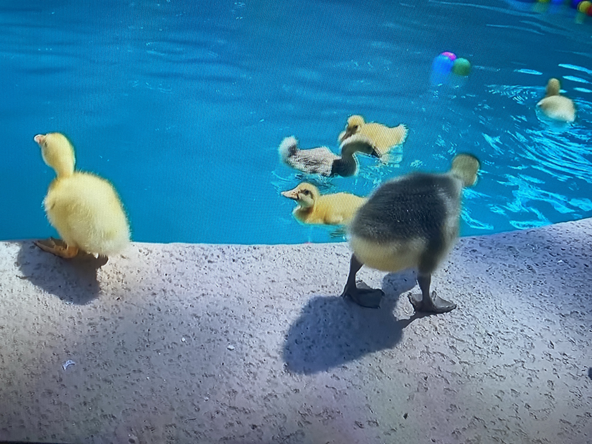 The image shows a group of ducklings by a body of water. One yellow duckling stands on a concrete edge to the left. In the water, there are four ducklings: two yellow, one grey, and one with yellow and grey feathers. To the right of the ducklings, there is a single duckling swimming in the water. Several colorful balls are also floating in the water near the ducklings. The ducklings appear to be near a pool. It's unclear that the picture was taken in Chennai, India.