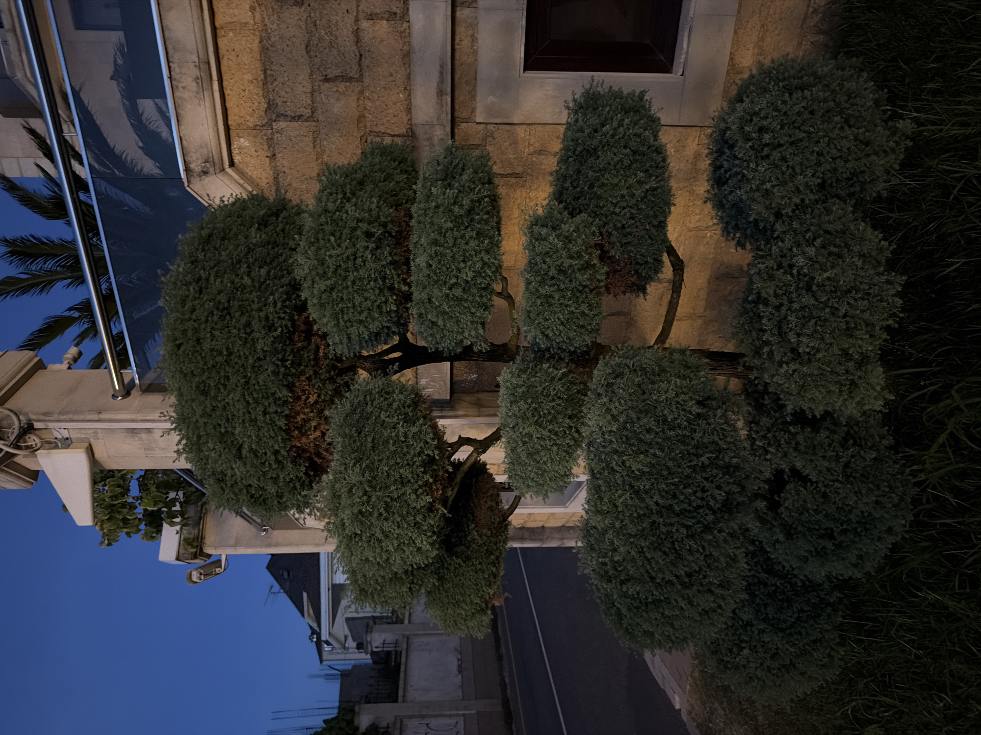 An ornamental tree with a tiered, sculpted canopy stands in front of a textured stone wall. The tree's branches are pruned into distinct, rounded layers of dark green foliage. The stone wall is constructed from roughly cut, light brown blocks. To the left of the tree, a street with a white line is visible, bordered by grass and more foliage. In the background, buildings and a dark blue sky suggest the scene is set in the evening or at dusk. A modern balcony with a glass railing and palm fronds is visible above the stone wall. This image was captured on August 2, 2023, at 20:26:03 in Sirius, Russia.