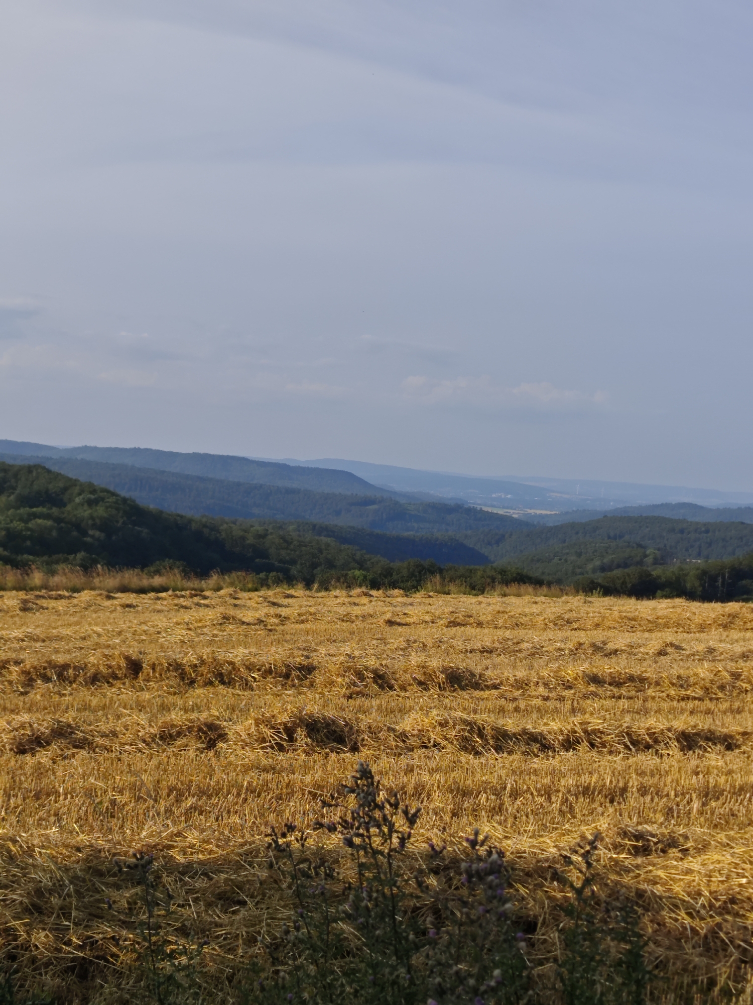 The image depicts a post-harvest wheat field in Bad Pyrmont, Germany. The foreground is dominated by rows of golden stubble, with a patch of dark green foliage and some purple wildflowers in the lower right corner. In the middle ground, lush green, tree-covered hills rise and fall, receding into the distance. The background features layers of blue-hued mountains under a pale, slightly cloudy sky. The overall impression is one of a rural landscape in late summer or early autumn, with a sense of vastness and tranquility.