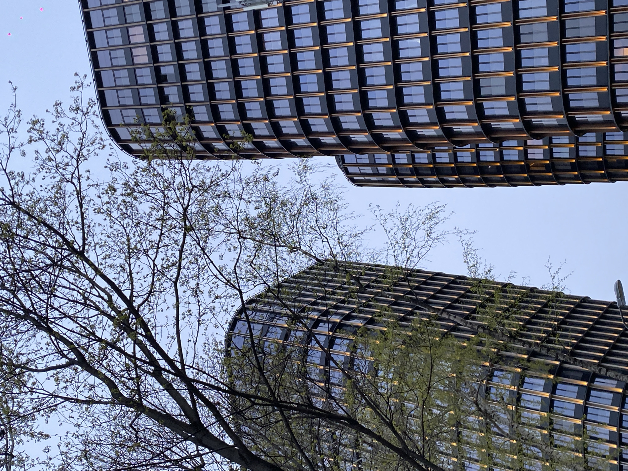 The image presents an upward-looking view of a modern urban scene in Moscow, Russia, showcasing two prominent high-rise buildings partially framed by tree branches against a clear, light blue-grey sky.
The two buildings, characteristic of contemporary architecture like the Capital Towers, feature distinctive curvilinear forms. Their facades are composed of a repetitive grid of dark, possibly metallic, panels interspersed with numerous square and rectangular glass windows. These windows reflect the sky and ambient light, creating abstract patterns. Subtle horizontal lines or accents with a warm, golden hue run across the buildings' exterior, adding detail to their sleek design.
In the foreground and mid-ground, a dense network of tree branches spreads across the lower half of the frame. Many of these branches are still largely bare, while others show clusters of nascent light green leaves, indicating early spring growth. The organic, intricate patterns of the trees offer a natural contrast to the geometric and manufactured lines of the skyscrapers.
The sky is uniformly light, suggesting a calm day with either early morning or late afternoon light, as there are no harsh shadows. No specific activity or event is taking place, and no people or visible text are present. The photograph emphasizes the interplay between modern architecture and nature from an unusual, worm's-eye perspective, highlighting the scale of the buildings within the urban landscape of Moscow.