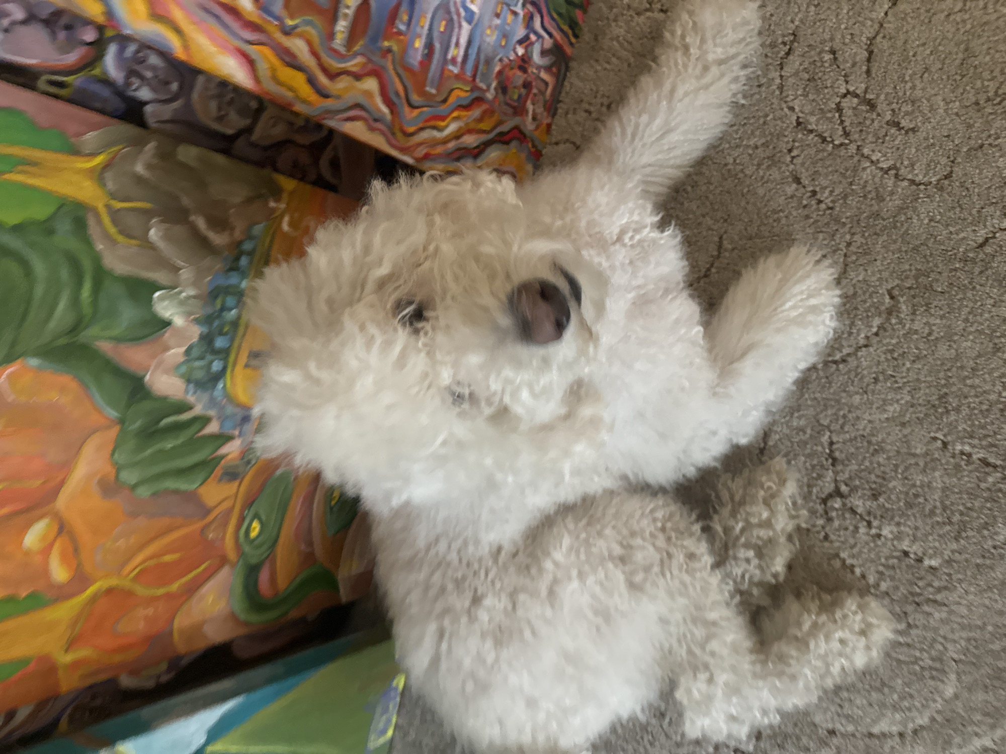 A fluffy, white dog lies on a gray carpet. Next to the dog are several colorful paintings. The paintings show abstract images of people and cities. The dog is lying on its side with its head tilted towards the camera. Its eyes are partially closed. The location is not specified, but the dog appears to be inside a home.