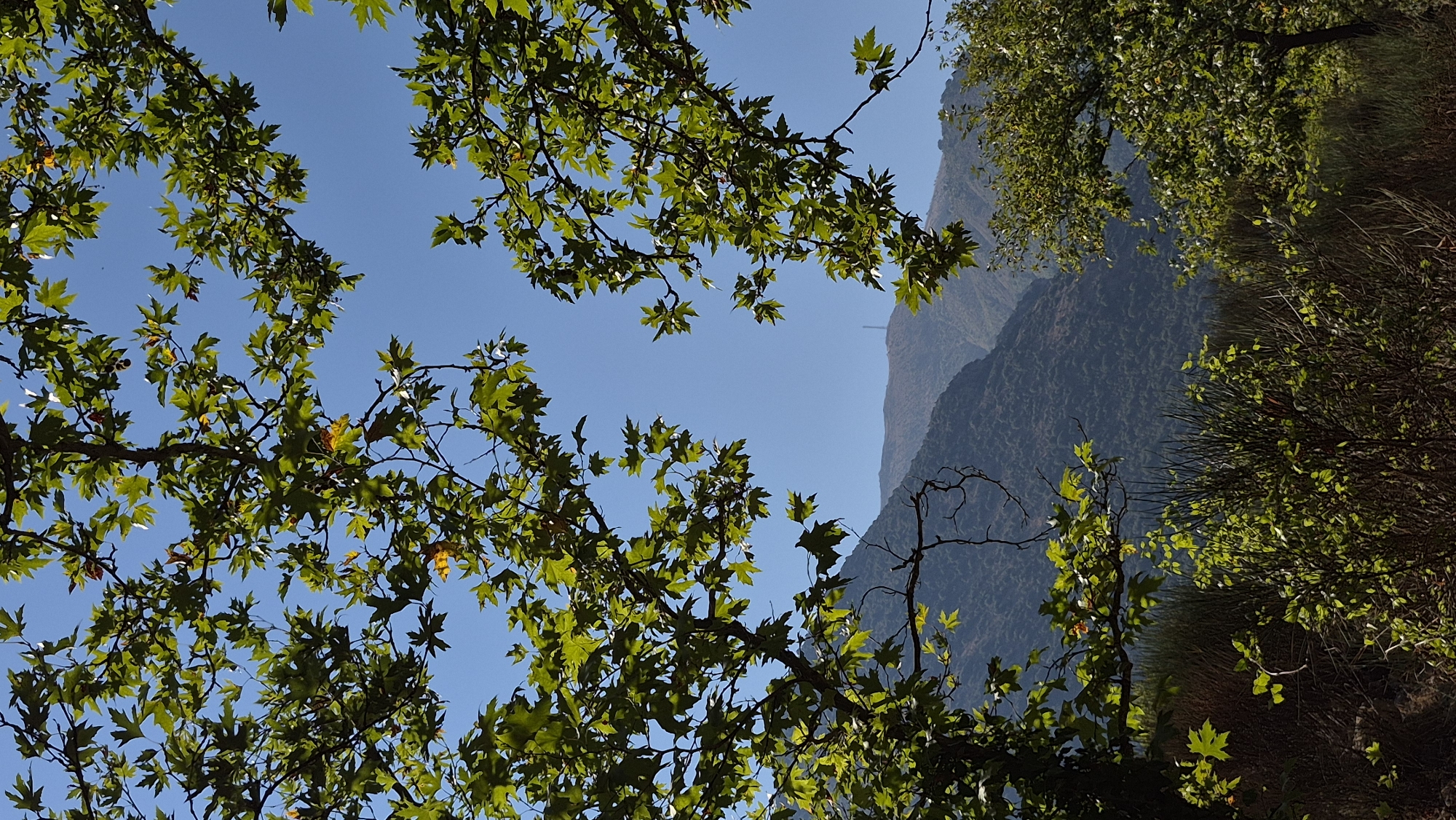 This is a vertical, eye-level, outdoor photograph taken on a clear, sunny day. The image is framed by the branches and vibrant green leaves of two trees in the foreground, one on the left and one on the right, creating an open "window" in the center. Beyond the foliage, the background features a hazy, blue sky. Further in the distance, rolling, forested mountains dominate the lower half of the image, with a faint, tall, thin structure, possibly a communication tower, visible on the crest of one of the peaks. The lower part of the image, below the mountains, shows dense, dry undergrowth and bushes. There are no people or animals present in the scene.