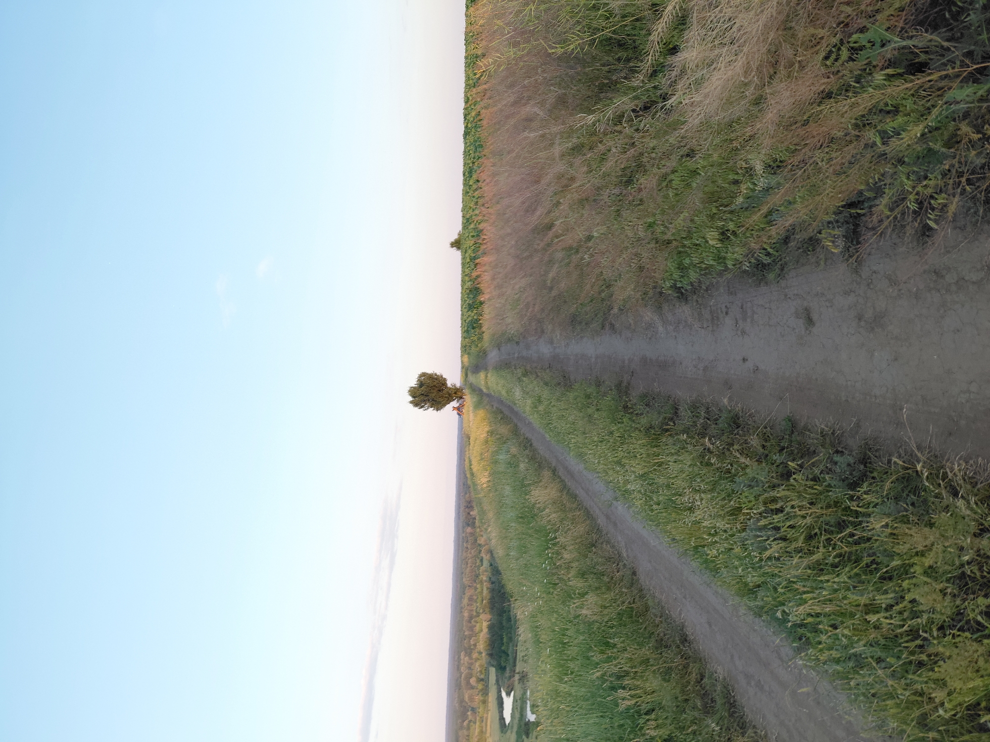 A dirt road divides two fields, one of tall green grass and the other of dry, golden grass. The road runs into the distance, towards a single, large tree on the horizon. A river winds through the valley to the left of the road. The sky is clear and blue with a few wispy clouds. The scene is bathed in the soft light of what appears to be late afternoon or early evening.