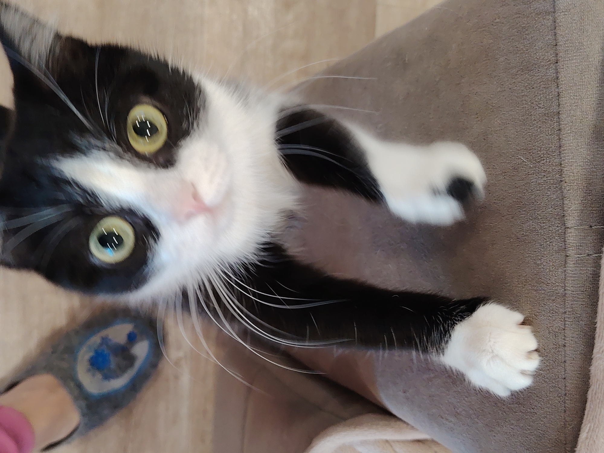 A close-up shot shows a black and white cat with striking yellow-green eyes. The cat is positioned at an angle, looking up towards the camera. Its white whiskers are prominent against its black fur. The cat's paw with white fur is extended. A slipper is visible in the lower-left corner of the image. The cat is positioned on a surface covered in brown fabric. The photo appears to have been taken indoors in an Unknown, Unknown location.