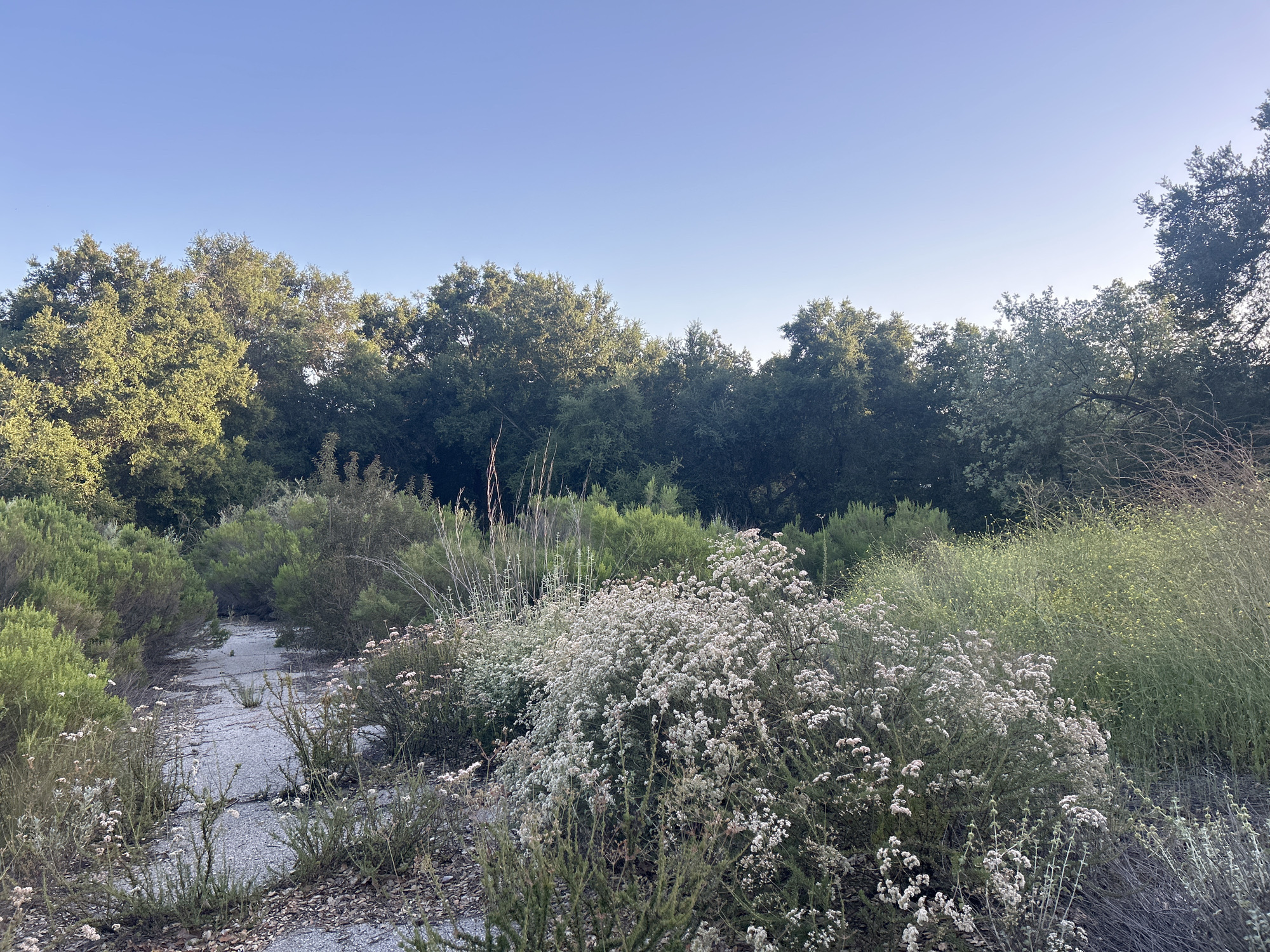 This outdoor image captures a serene natural landscape in Oak Park, USA, featuring a clear sky, dense foliage, and an overgrown path.
The scene is dominated by a bright, clear blue sky occupying the upper portion of the frame, suggesting fair weather. Below the sky, a continuous line of lush, dark green trees, likely oaks, stretches across the horizon, forming a dense backdrop for the rest of the vegetation. The sun, possibly in the early morning or late afternoon, casts soft, natural light, highlighting the tops of some trees and the foreground plants.
In the midground and foreground, various shrubs and plants thrive. On the left, dark green, bushy shrubs flank what appears to be an old, cracked asphalt or concrete path, partially obscured by encroaching vegetation. This path meanders into the distance, hinting at a past human presence now being reclaimed by nature. On the right side of the path, a large, prominent bush covered in numerous small white or very light pink flowers adds a touch of brightness to the scene. Further back on the right, taller, reedy grasses and other yellowish-green flowering plants contribute to the wild and uncultivated feel.
There are no people or animals visible, and no specific activity or event is taking place, lending the image a sense of peaceful stillness and solitude. No visible text is present in the scene. The overall impression is one of nature flourishing, with a hint of human history fading into the landscape.