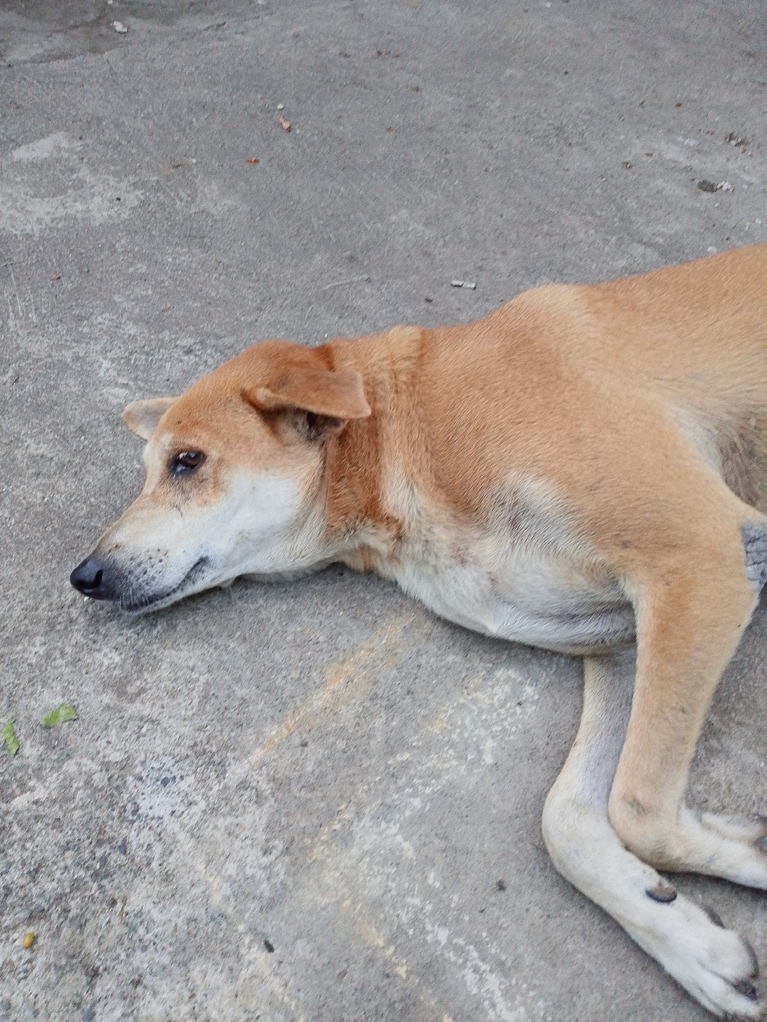 A light brown dog with white markings on its chest and paws is lying on a grey concrete surface. The dog is facing left, with its head resting on the ground. Its eyes are open, and its mouth is slightly ajar. The concrete surface appears to be a street or pathway in a somewhat weathered condition, with some debris scattered around. The lighting suggests it is daytime, possibly outdoors. The location is identified as Kiblawan, Philippines.