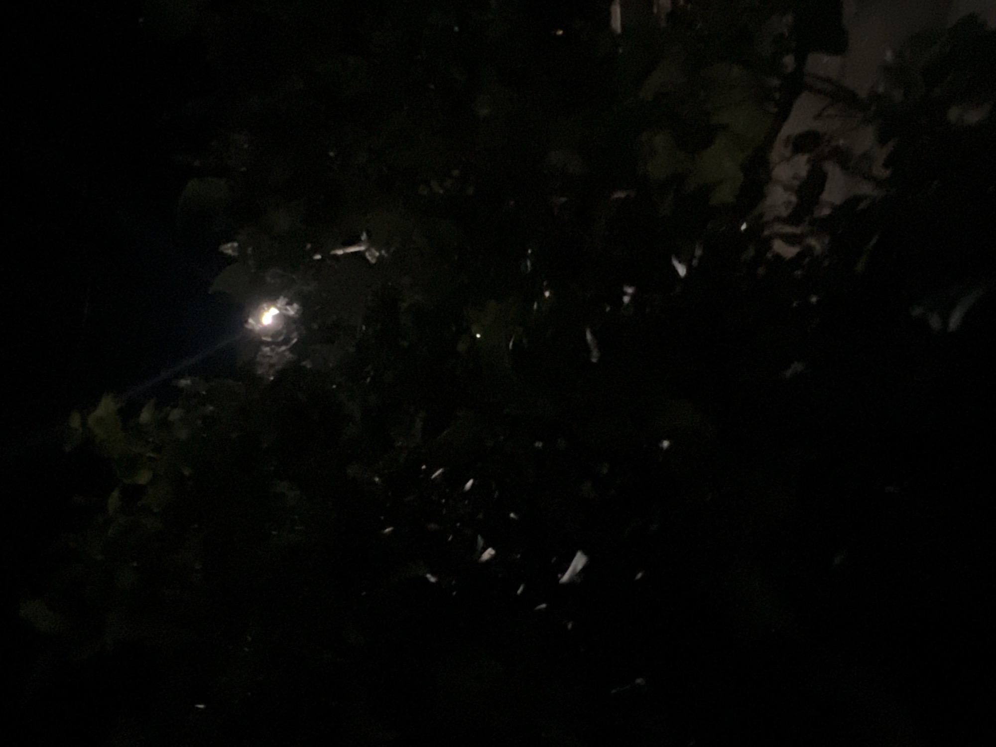 The image depicts a night scene, likely outdoors, with a focus on foliage silhouetted against a dark sky. A bright light source, possibly the moon or a strong artificial light, is visible in the upper center, partially obscured by leaves. The overall impression is of a dimly lit environment with shadows and hints of greenery. There are no discernible people, specific objects, or actions visible, and no clear indication of its location in the city of Akhalkalaki, Georgia.