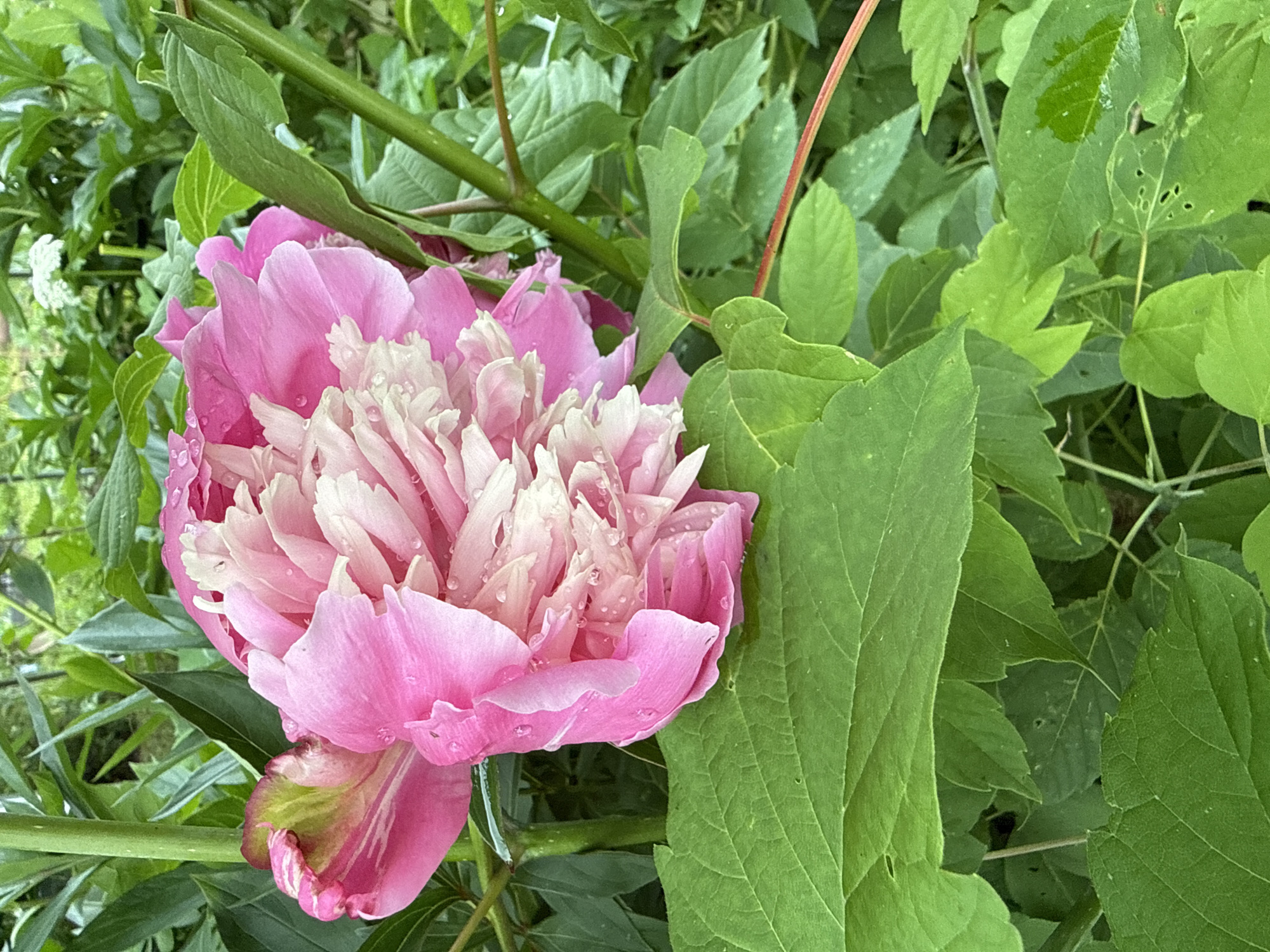 In Luzhkovo, Russia, a close-up shot captures a vibrant pink peony flower adorned with dew drops, set against a backdrop of lush green foliage. The peony's petals transition from a deep pink on the outer edges to a lighter, almost white hue towards the center, creating a soft, layered effect. Large, dark green leaves form a natural frame in the foreground, their textured surfaces slightly blurred, emphasizing the sharp detail of the flower. Sunlight filters through the leaves, creating a dappled light effect on the scene. The environment suggests a garden or park setting, with the natural interplay of light and shadow highlighting the delicate beauty of the peony.
