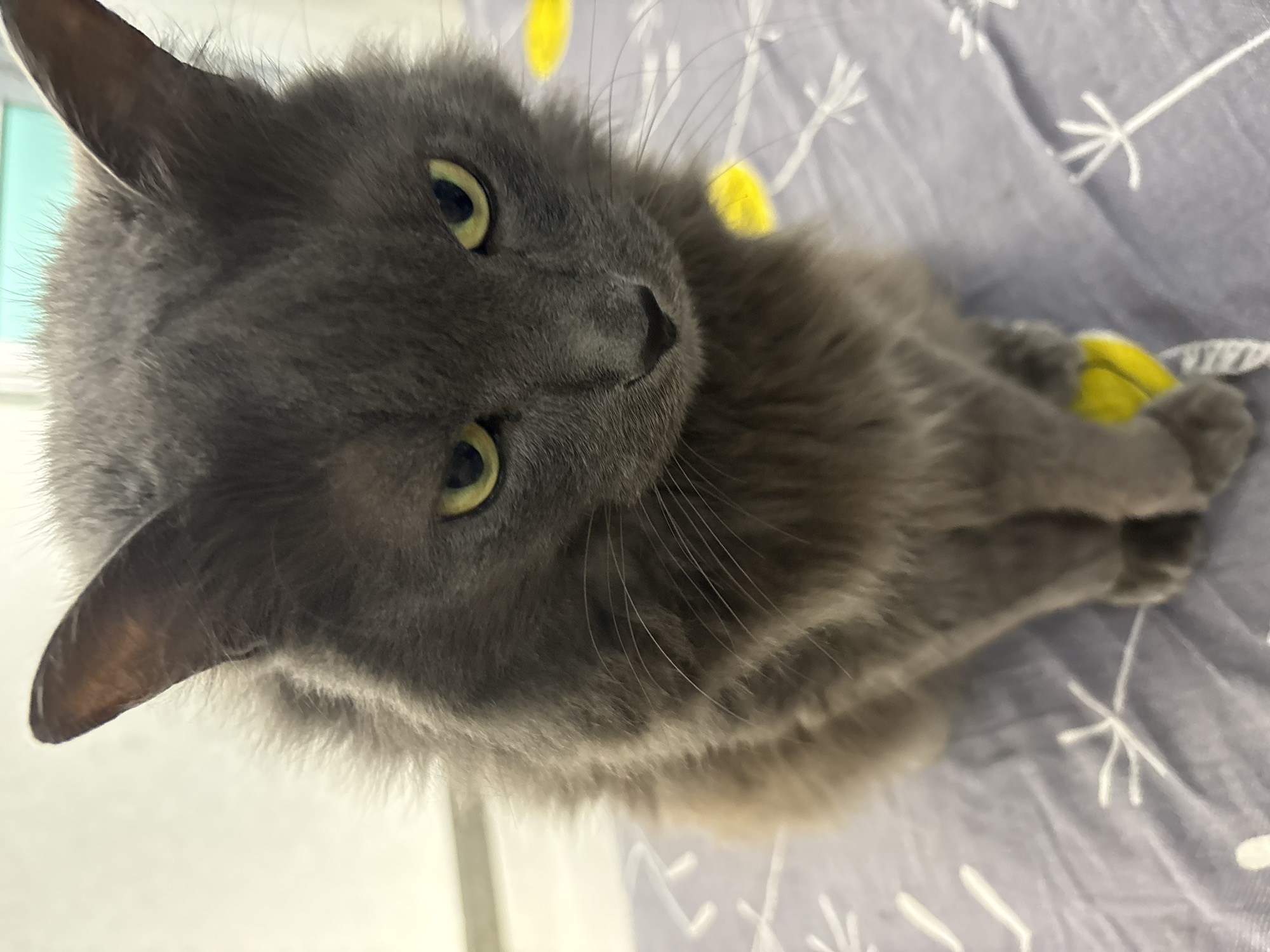 An indoor portrait of a fluffy, gray cat with yellow eyes is captured. The cat is seated on a patterned surface, possibly a blanket or tablecloth, which has white line drawings of stylized plants and some circular yellow elements. The cat's gaze is directed downwards and slightly to the right, with a somewhat stern expression. The background is blurred, showing hints of a wall and a light fixture. The image does not provide any information about the city of Vladivostok, Russia, or any specific location within it.