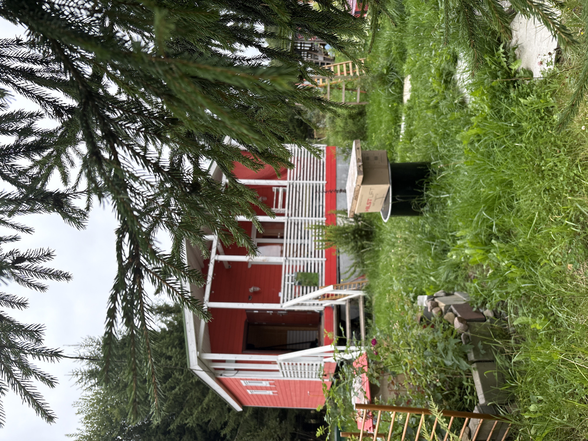 In Lyady, Russia, a small, bright red wooden house with white trim and a porch is partially obscured by the branches of a spruce tree in the foreground. The house has a single door and several windows, and a set of stairs leads up to the porch. The house is surrounded by a yard with lush green grass and some plants. A cardboard box sits on top of a dark barrel to the right of the house, and a wooden ladder is visible in the background. The sky is overcast.