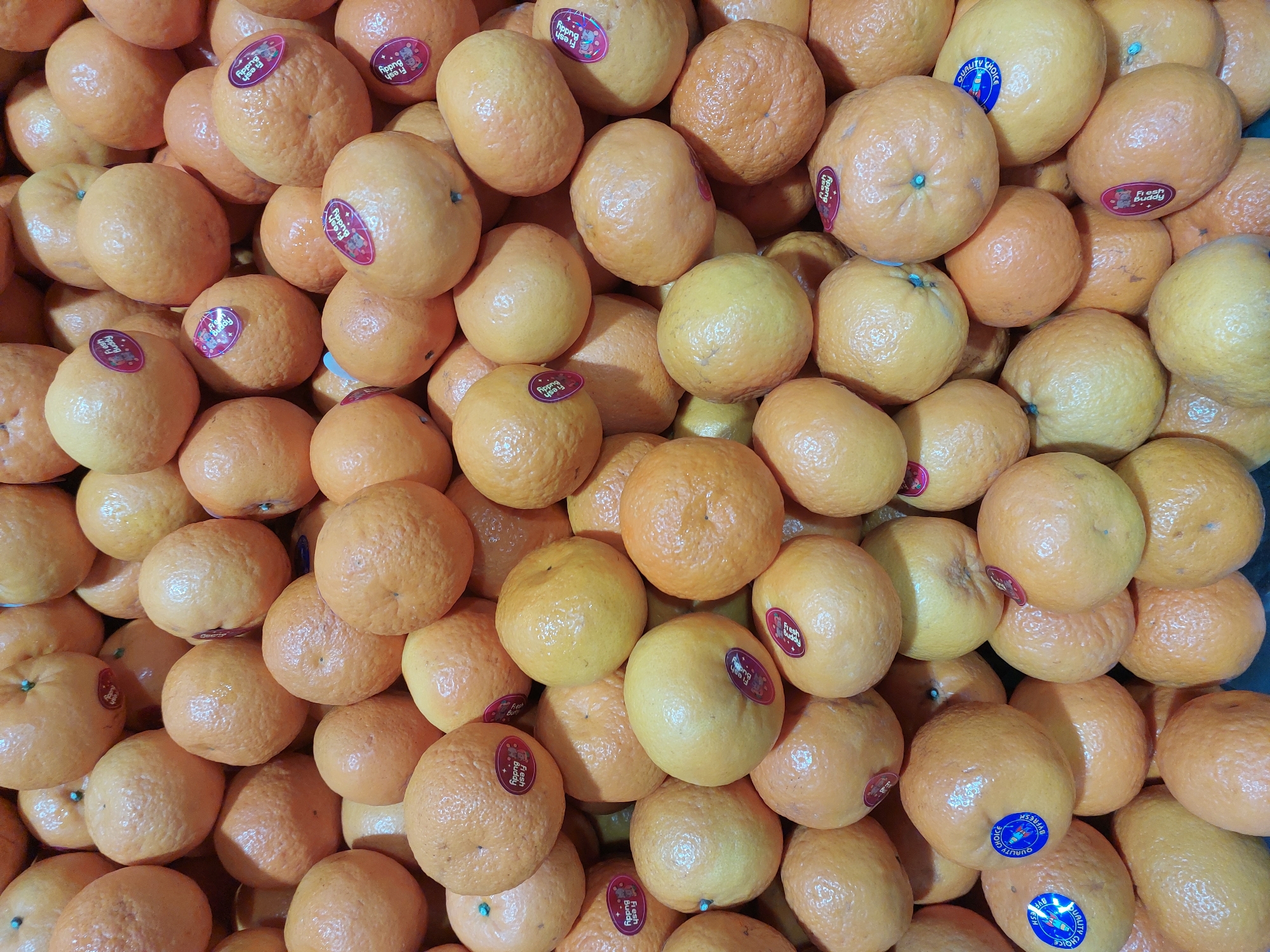 A pile of ripe oranges is displayed in a market. The oranges are round and have a bright orange color. Some of the oranges have stickers on them, including "Fresh Buddy" and "Quality Choice ByFresh." The background is blurred, but it appears to be a market stall with other produce visible. The lighting is bright, indicating it's daytime. The oranges are arranged in a way that suggests they are for sale, possibly in a local market in Baan Bo Phut, Thailand.