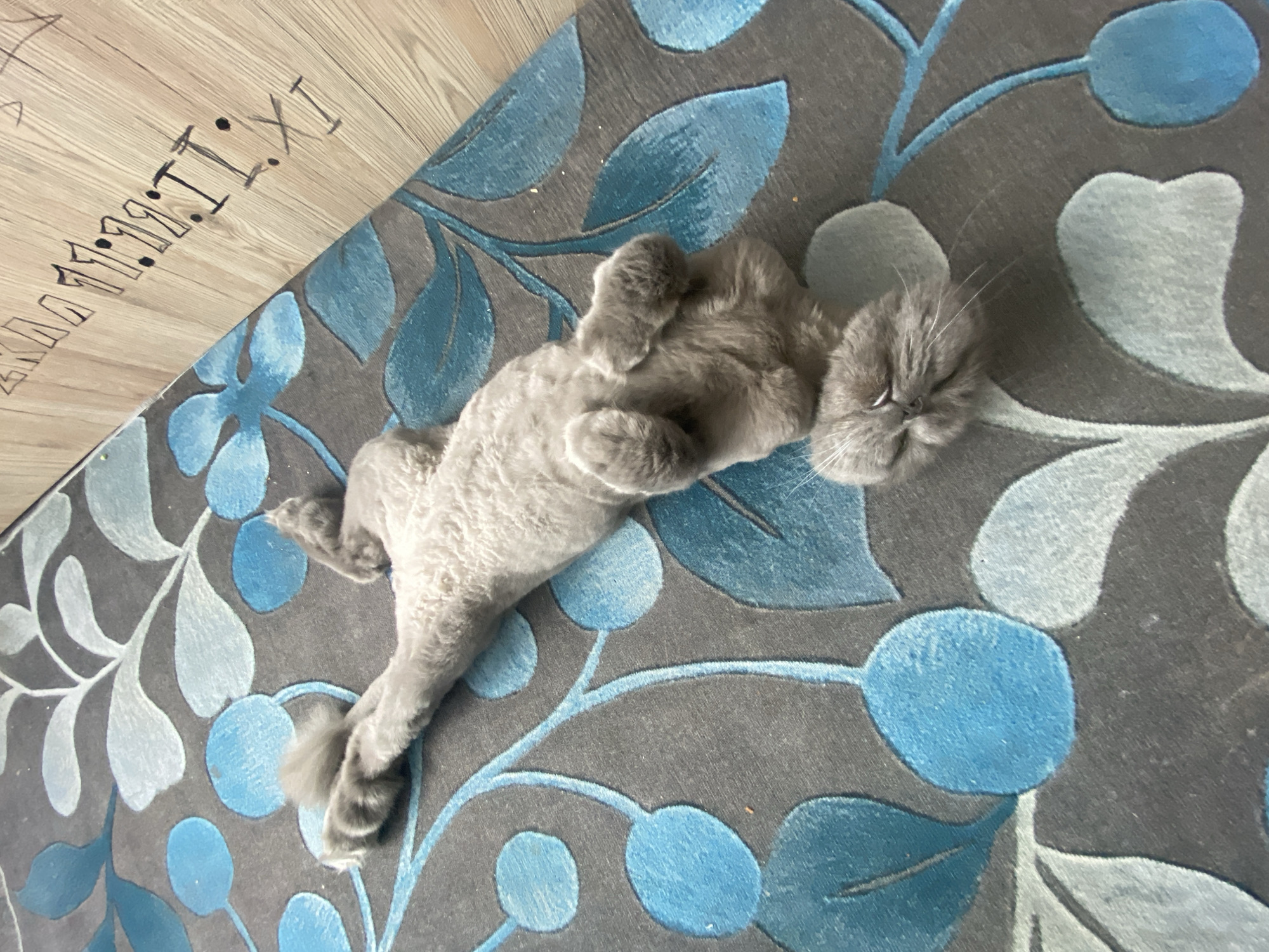 A light gray cat with its eyes closed is lying on its back on a dark gray rug with a blue floral pattern. The cat is positioned diagonally in the frame, with its head towards the bottom right and its paws pointing towards the top left. The cat's fur appears to have been recently trimmed. To the right of the rug, a light-colored wooden surface is visible, with black marker writing that appears to be Roman numerals and dots.