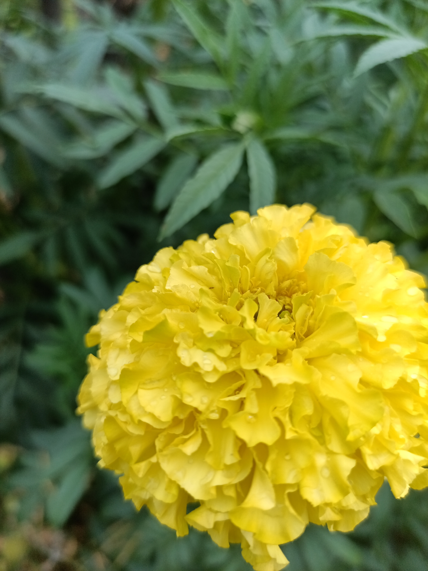 A close-up, eye-level, vertical shot shows a vibrant yellow marigold flower in bloom. The flower fills the right and center of the frame, with its ruffled petals and a few tiny water droplets visible. The background is a soft blur of green foliage, suggesting an outdoor garden setting. The image appears to have been taken on a slightly overcast day, as indicated by the diffused lighting. There are no people or animals visible in the image. The marigold is the sole subject. The environment is natural, likely a park or garden in the city of Petropavl, Kazakhstan, based on the provided context.