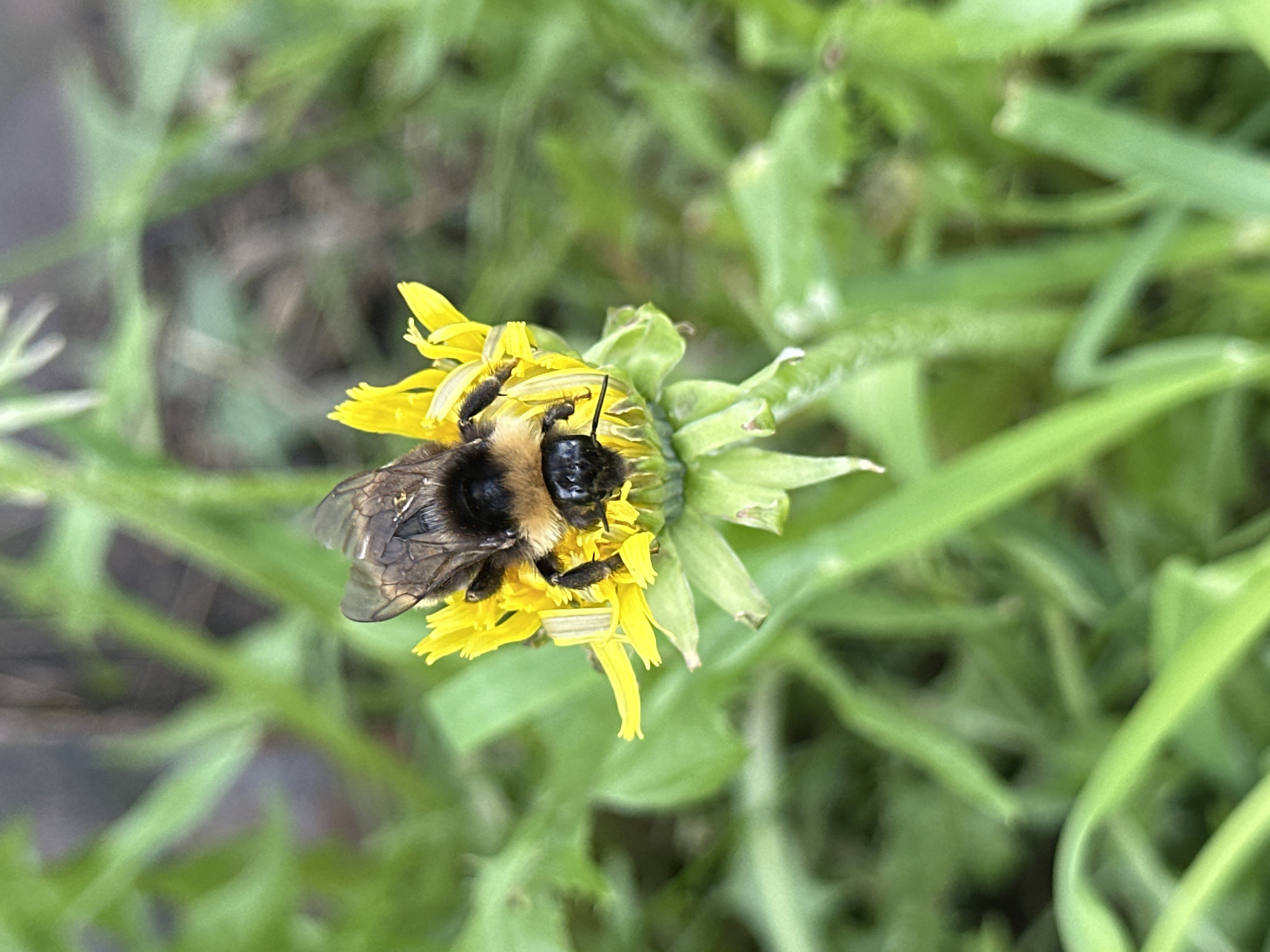 A close-up shows a bee perched on a yellow dandelion flower in a green grassy area. The bee has a black body with a light brown band on its back. The dandelion flower is in full bloom, with numerous yellow petals. Green grass surrounds the flower. The location of this scene is Среднее Кечево, Russia.