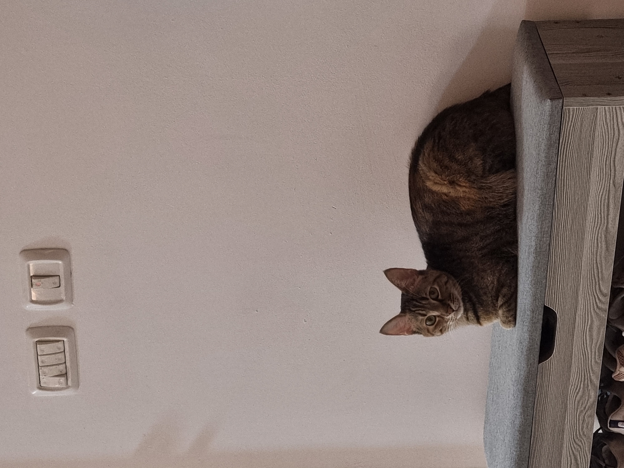 The image displays an indoor scene featuring a domestic tabby cat perched on a piece of furniture. The image is notably rotated 90 degrees clockwise, meaning the "wall" seen on the left of the frame would actually be the floor and a lower part of a wall if correctly oriented, and the "furniture" stands upright.
The main subject is a tabby cat, exhibiting brown and black stripes and some lighter tan/orange patches on its fur. Its head is peeking over the top edge of a tall, narrow piece of furniture, with its bright, curious eyes looking directly at the camera. Its ears are perked, indicating alertness. The rest of its body is largely obscured by the furniture.
The furniture, likely a shoe rack or a slim shelving unit, has sides covered in a light gray fabric, while its top surface and visible front panels feature a light wood-grain finish. This piece of furniture is positioned against a light-colored wall, which serves as the background.
To the left of the furniture, on the wall, are two electrical outlets or light switches. The upper one is a single rocker switch, while the lower one consists of four smaller, horizontally aligned buttons or switches. These details suggest a modern residential interior in Ramat Gan, Israel.
The activity taking place is simply the cat observing its surroundings or interacting with the photographer from its elevated position. The lighting is even and soft, typical of an indoor setting with ambient or artificial light. There is no visible text in the image. The cat's expression conveys curiosity and attentiveness.