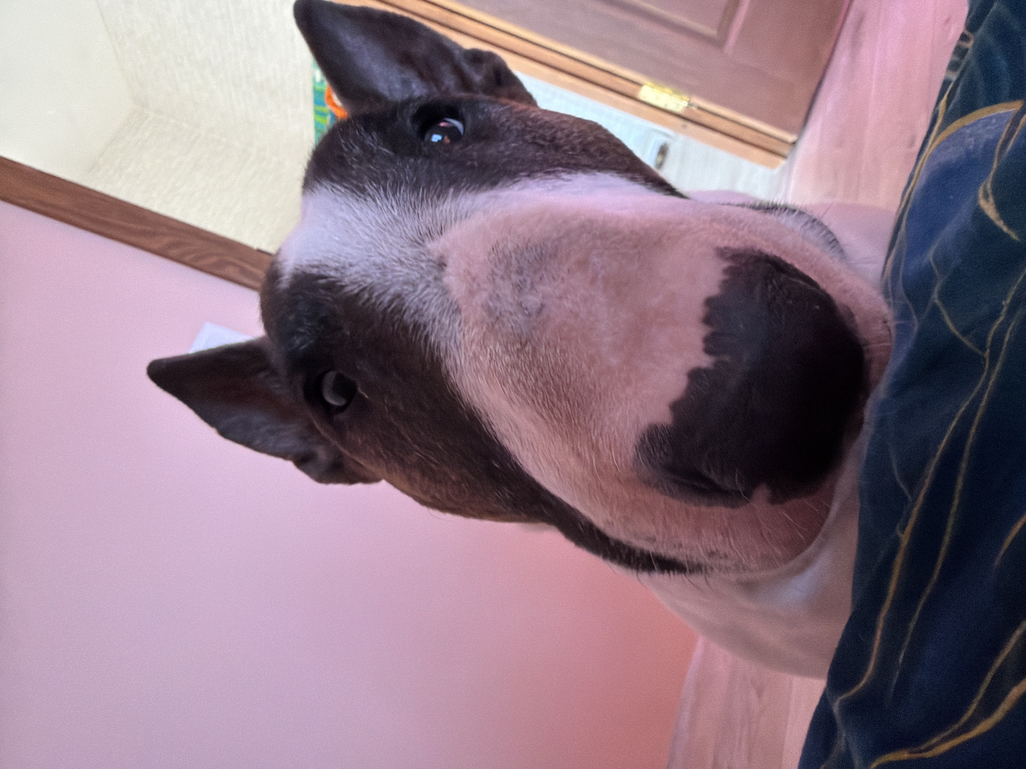 A close-up, high-angle shot features a bull terrier dog. The dog has a predominantly white muzzle with a large, black nose and black markings around the eyes and ears. The dog is positioned slightly off-center with its nose dominating the bottom center of the frame.
The background includes a pink wall on the left side of the image and a wooden doorframe above. To the right, a blue and gold-patterned fabric is visible, suggesting a blanket or bedding.
The photograph was likely taken indoors, given the presence of the wall and doorframe. There is no evidence in the image to confirm the location in the city of Chaikovsky, Russia.