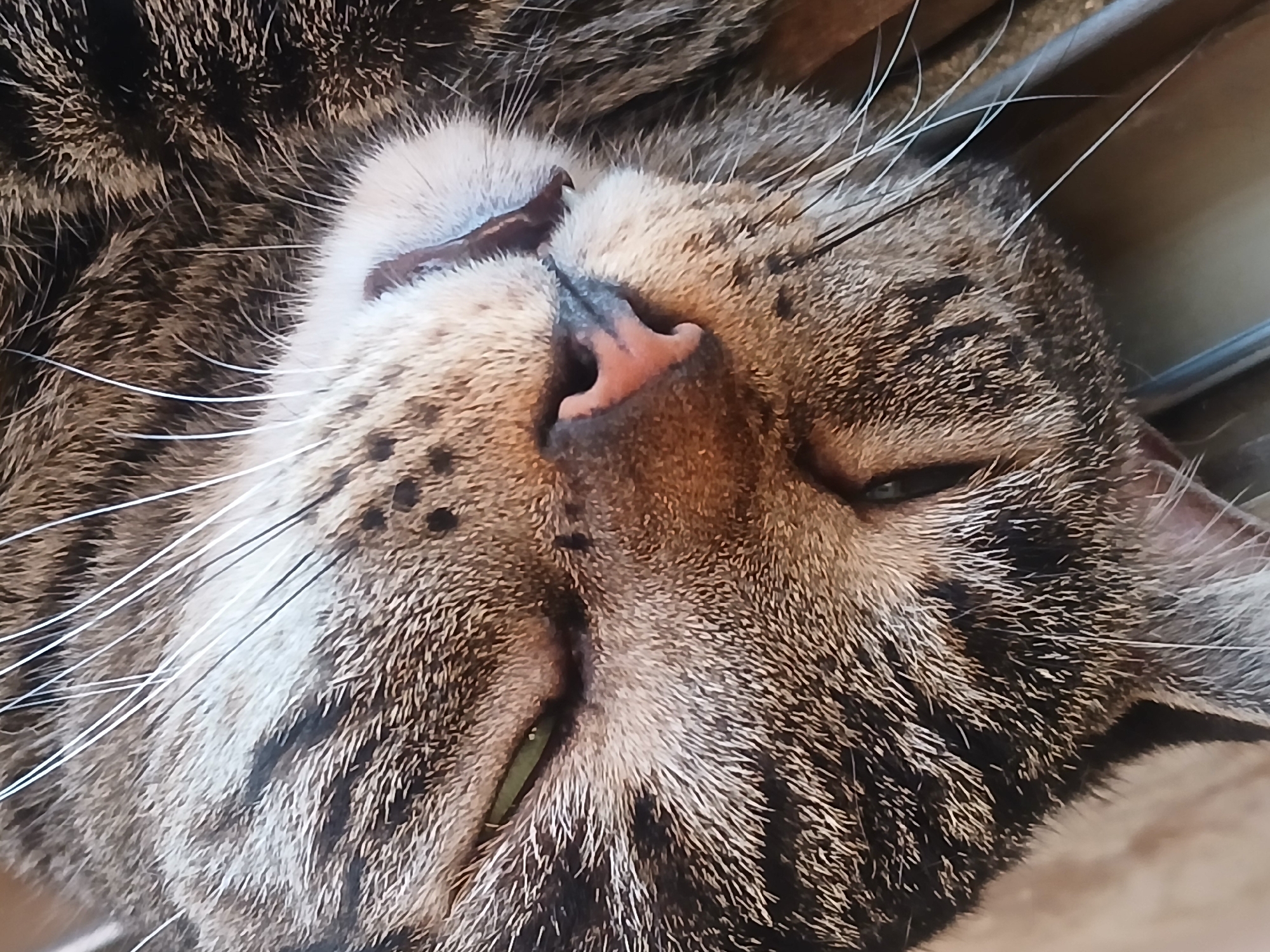 Close-up shot of a tabby cat's face. The cat is lying down, with its head tilted slightly. Its eyes are mostly closed. The nose is pink. The cat's fur is a mix of brown, grey, and black. The background shows elements of a metal structure and wooden surface. The location is claimed as Ciudad Guayana, Venezuela, though no information in the image allows to confirm the location.