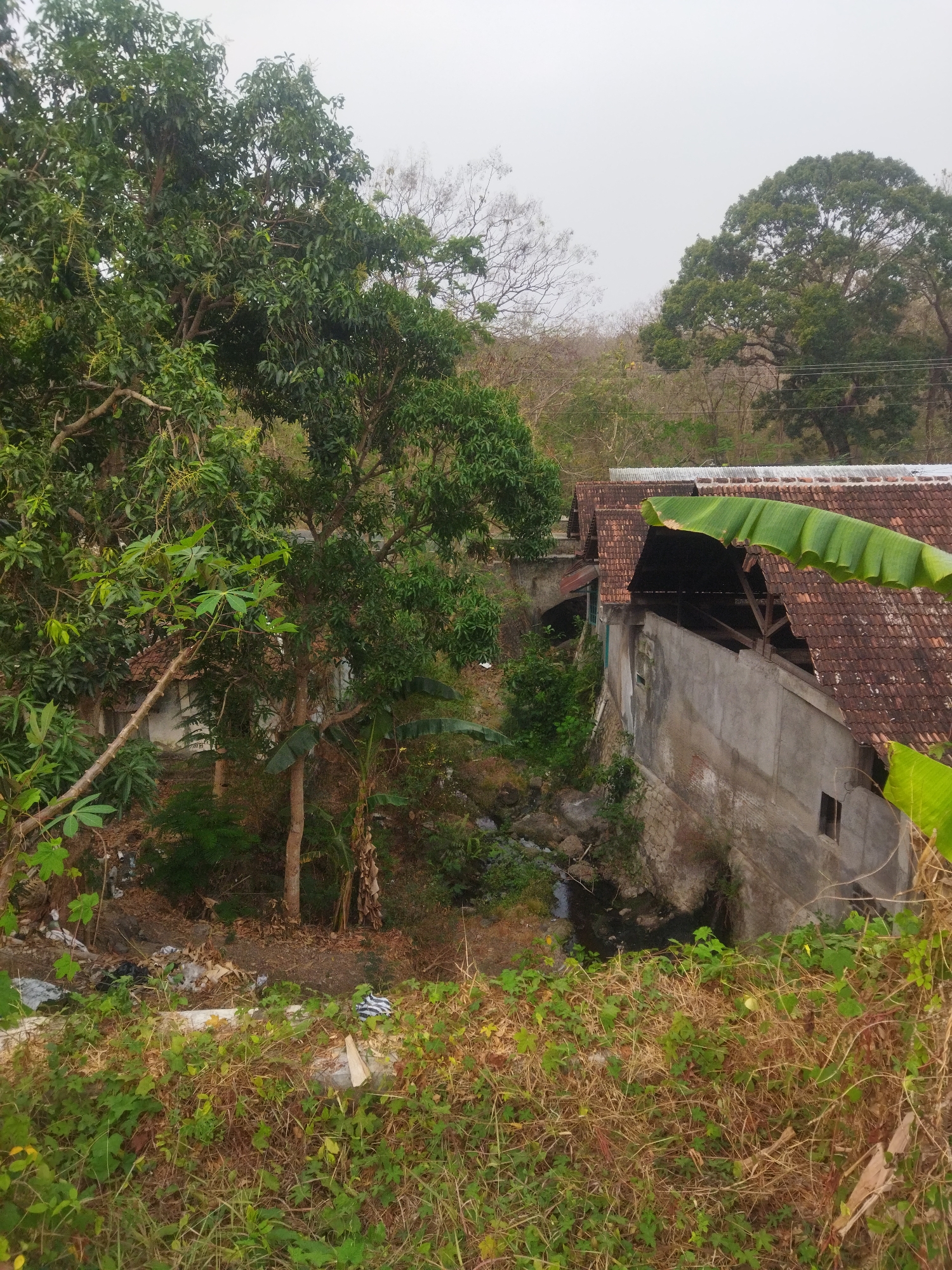 The image depicts a slightly overcast day in a rural area, likely in Wonokarto, Indonesia, characterized by lush vegetation and partially dilapidated structures. In the foreground, dry grass and green foliage cover the ground, with some scattered debris suggesting a lack of regular maintenance.
Dominating the mid-ground and extending towards the background are several trees, some with dense green canopies and others appearing more sparse, with bare branches. Among these trees, there are glimpses of buildings. One prominent structure is a long, low-lying building with a tiled roof, appearing weathered and somewhat open to the elements. The walls are a mix of concrete and stone. Adjacent to this building, and partially obscured by trees, are other structures, one appearing to be a small house with a white wall and a tiled roof.
A small stream or channel of dark water is visible flowing between rocks and vegetation near the base of the concrete building. The overall impression is one of a rural setting where nature is encroaching on man-made structures, and there may be signs of neglect or a simpler way of life. No people are visible in the image, and no specific actions or interactions are depicted. The environment is characterized by natural elements and the presence of agricultural or domestic buildings.