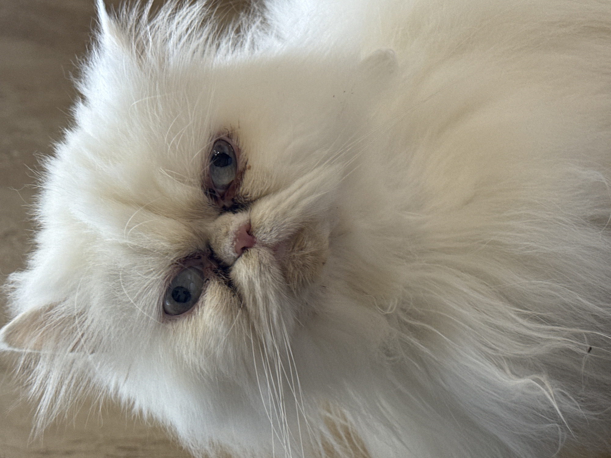 A close-up shot features a white, long-haired cat, possibly a Persian or Himalayan breed, lying down. The cat's face is oriented towards the viewer, with its grey-blue eyes and small pink nose visible. The fur around its face appears fluffy. The background is a light brown. The photograph was not necessarily taken in Burgas, Bulgaria.