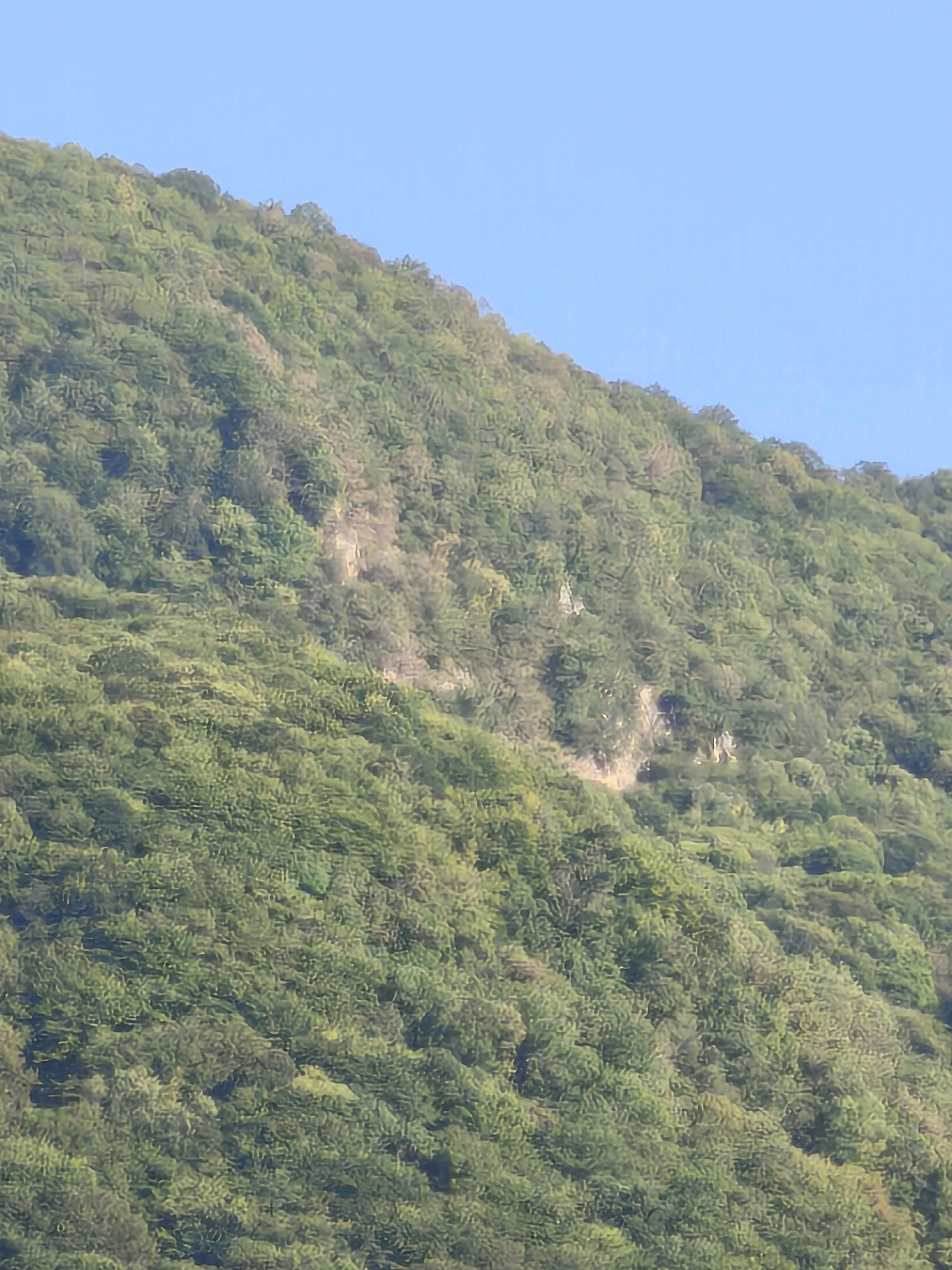 The image shows a verdant, densely forested mountainside under a clear blue sky. The slopes are covered in a thick canopy of trees, with varying shades of green indicating different types of foliage and the play of sunlight. In the mid-ground, a lighter-colored rock face or cliff is partially visible, breaking the uniform green of the vegetation. The mountain slopes upwards from the bottom left to the top right of the frame, indicating a steep incline. There are no people, man-made structures, or any discernible activity within the frame. The scene is entirely natural, depicting a remote, undeveloped natural landscape.