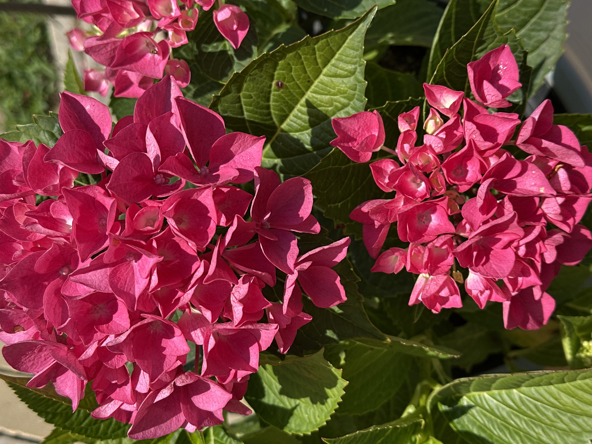 This image shows a close-up of bright pink hydrangeas with vibrant green leaves. The flowers are densely packed, with many individual florets forming a rounded cluster. Some of the petals are slightly curled and show variations in shading due to sunlight. The leaves are broad, textured, and have serrated edges. The background is softly blurred, suggesting an outdoor setting with dappled sunlight. There are no people or animals visible in the image. The scene depicts a plant likely growing in a garden or a potted plant on a balcony. The location in the city of Izobilnyy, Russia, cannot be determined from the visual information in the image alone.