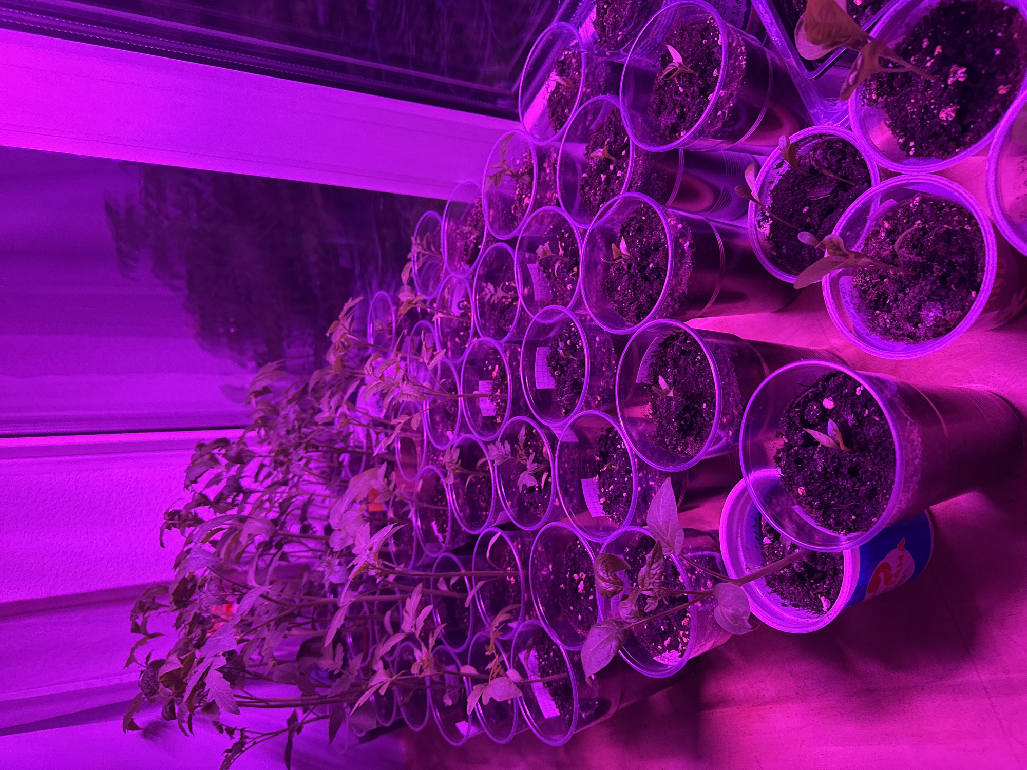 The image depicts a collection of seedlings in clear plastic cups, arranged in rows and columns. The seedlings are at various stages of growth, with some having just sprouted and others having well-developed leaves. The plants are illuminated by a pinkish-purple light source, likely a grow light. The cups are filled with dark soil and some have small white labels inserted into the soil. The seedlings are located on a wooden surface, possibly a table or shelf. In the background, there is a wall and what appears to be a window. The city of Perm, Russia is not discernible in the image.
